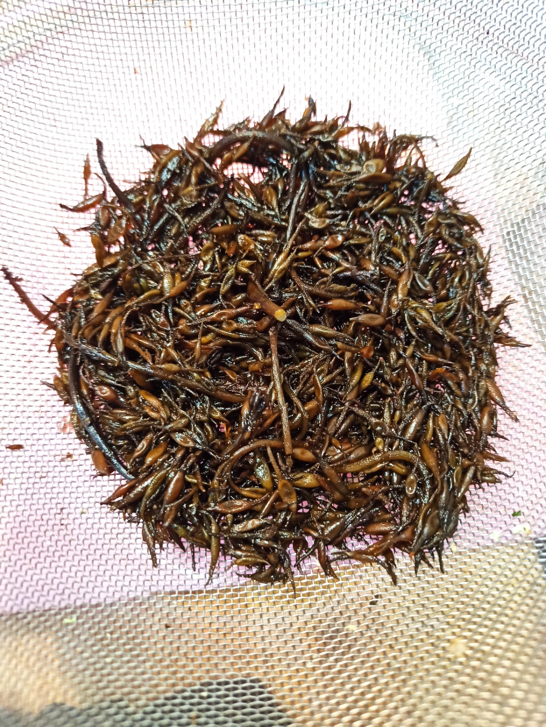 北京人的打卤面,今天买点儿鹿角菜放里面打个卤