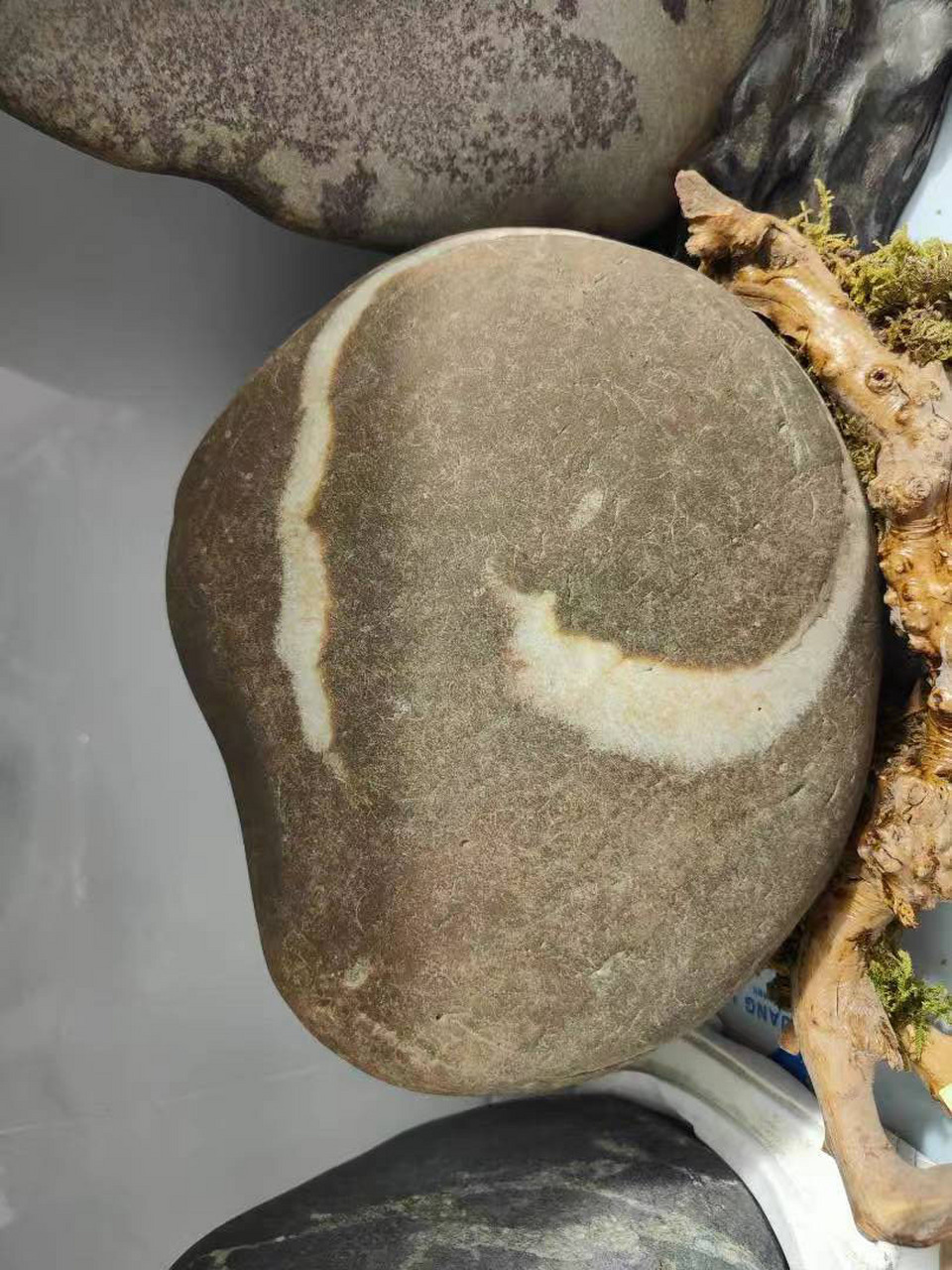 蜗牛图(长江石英纹石)