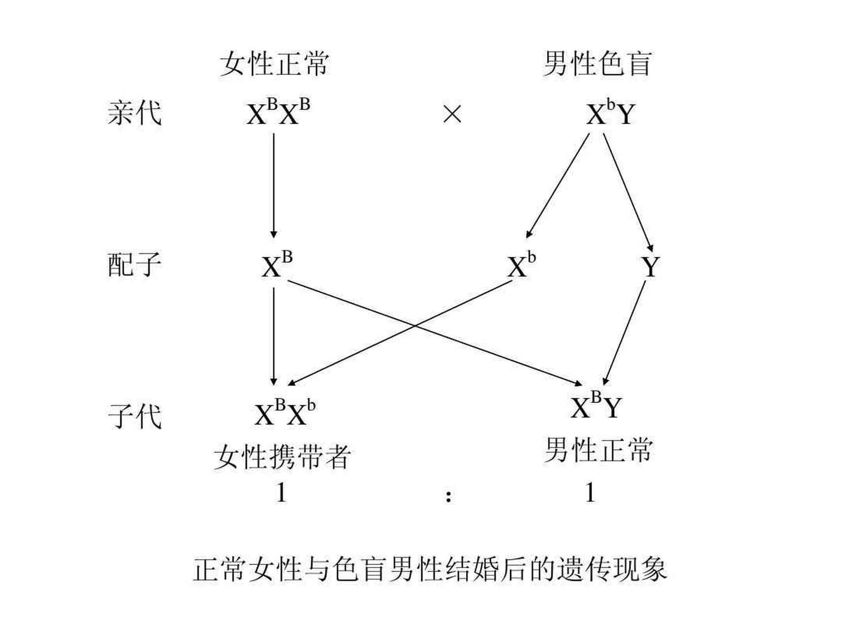伴性遗传也是由一对等位基因控制的一对相对性状的遗传,符合基因的