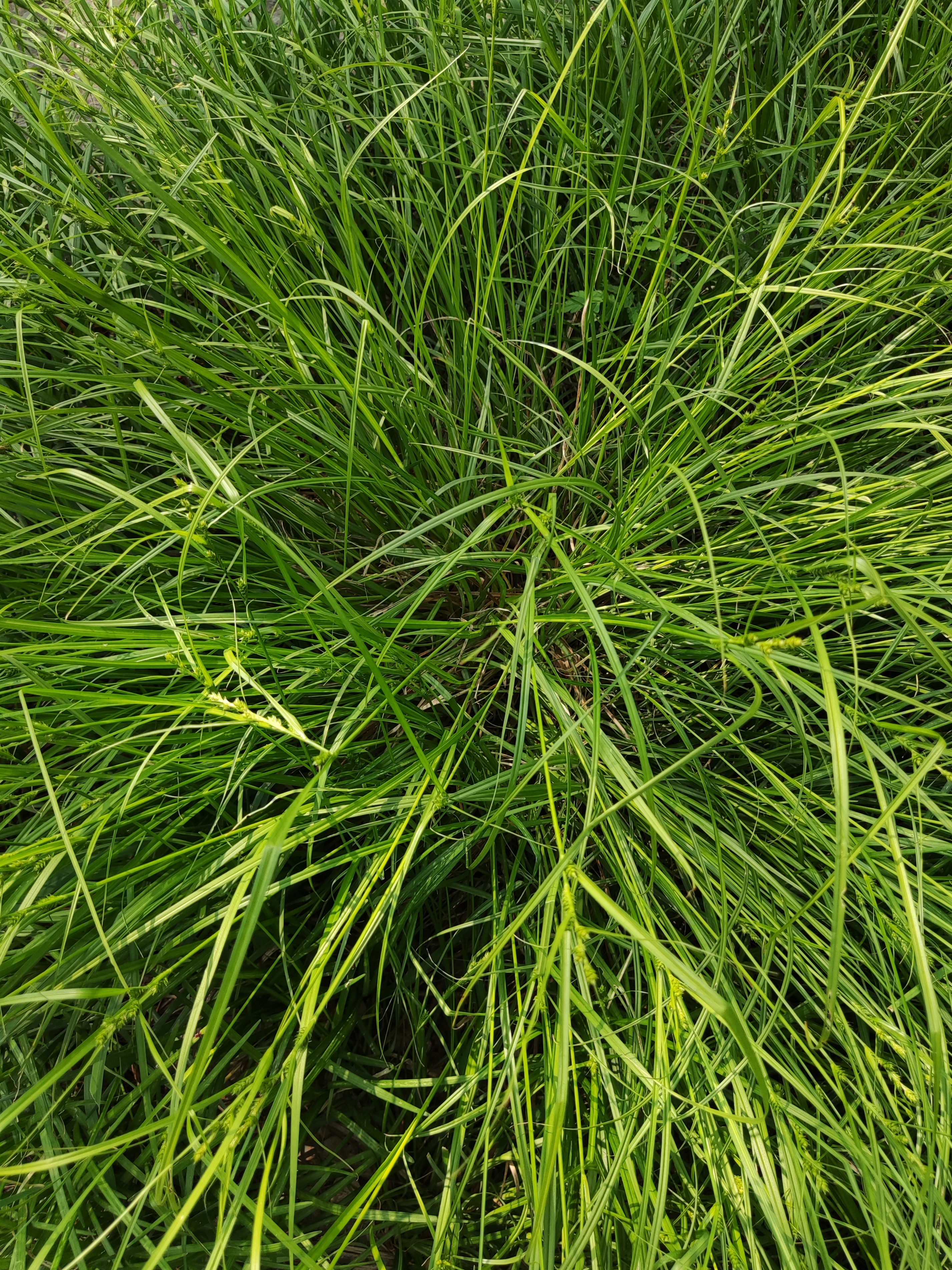 原创诗歌:花草人生歌之六