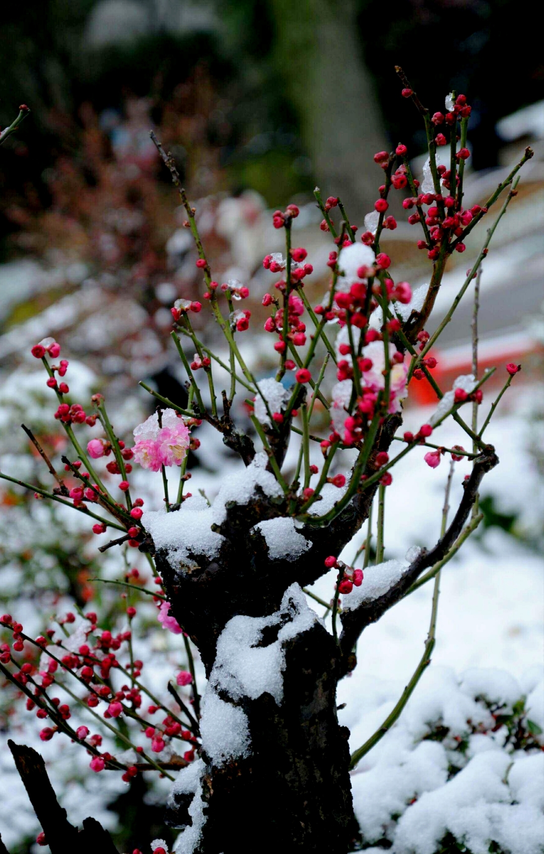 七绝/踏雪寻梅歌 (四首,平水韵)  其一 潇潇洒洒梅开处, 沥沥霏霏雪下
