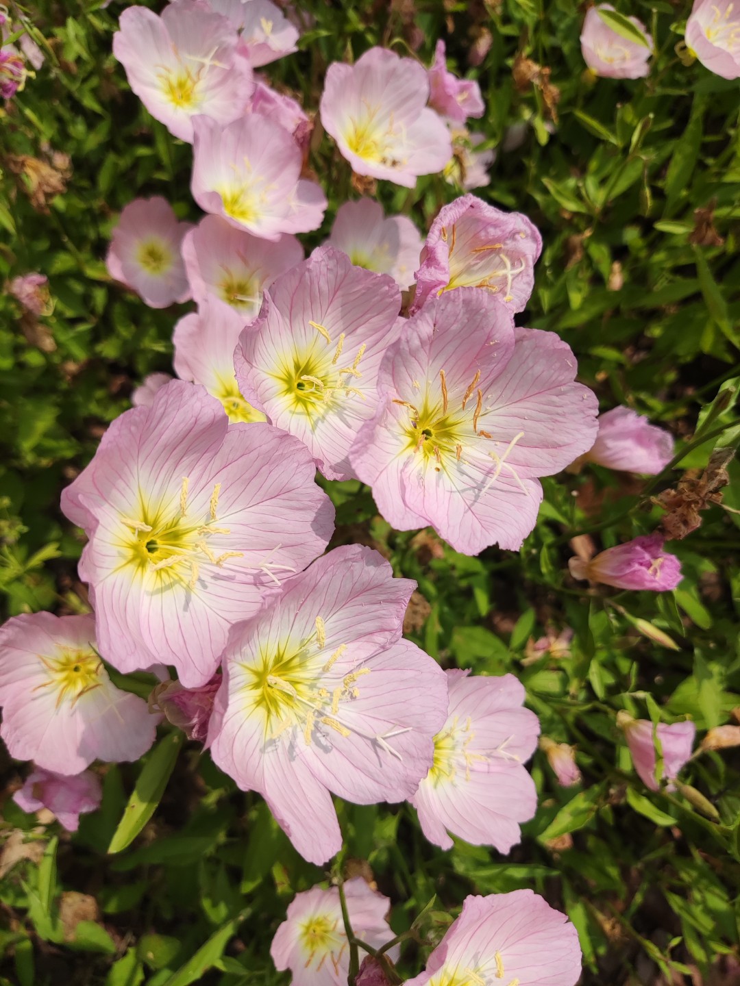 对月草花图片