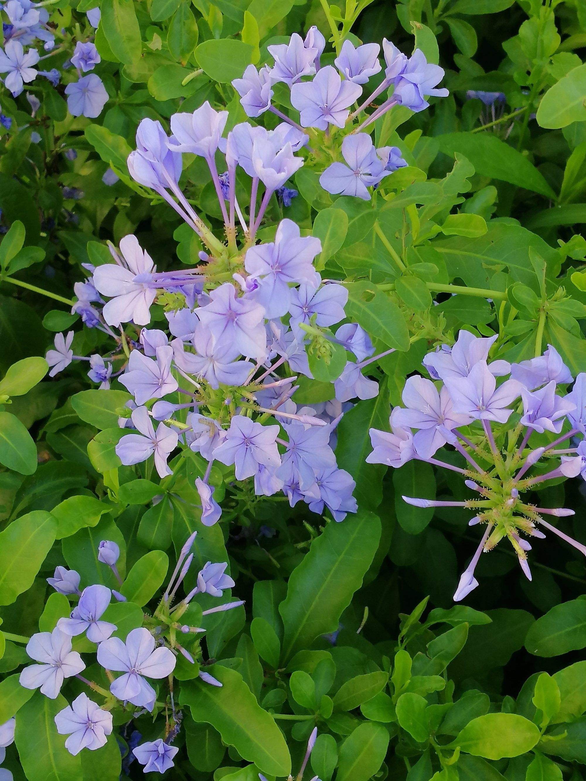 道是生活多色彩, 随风摇曳蓝花丹.