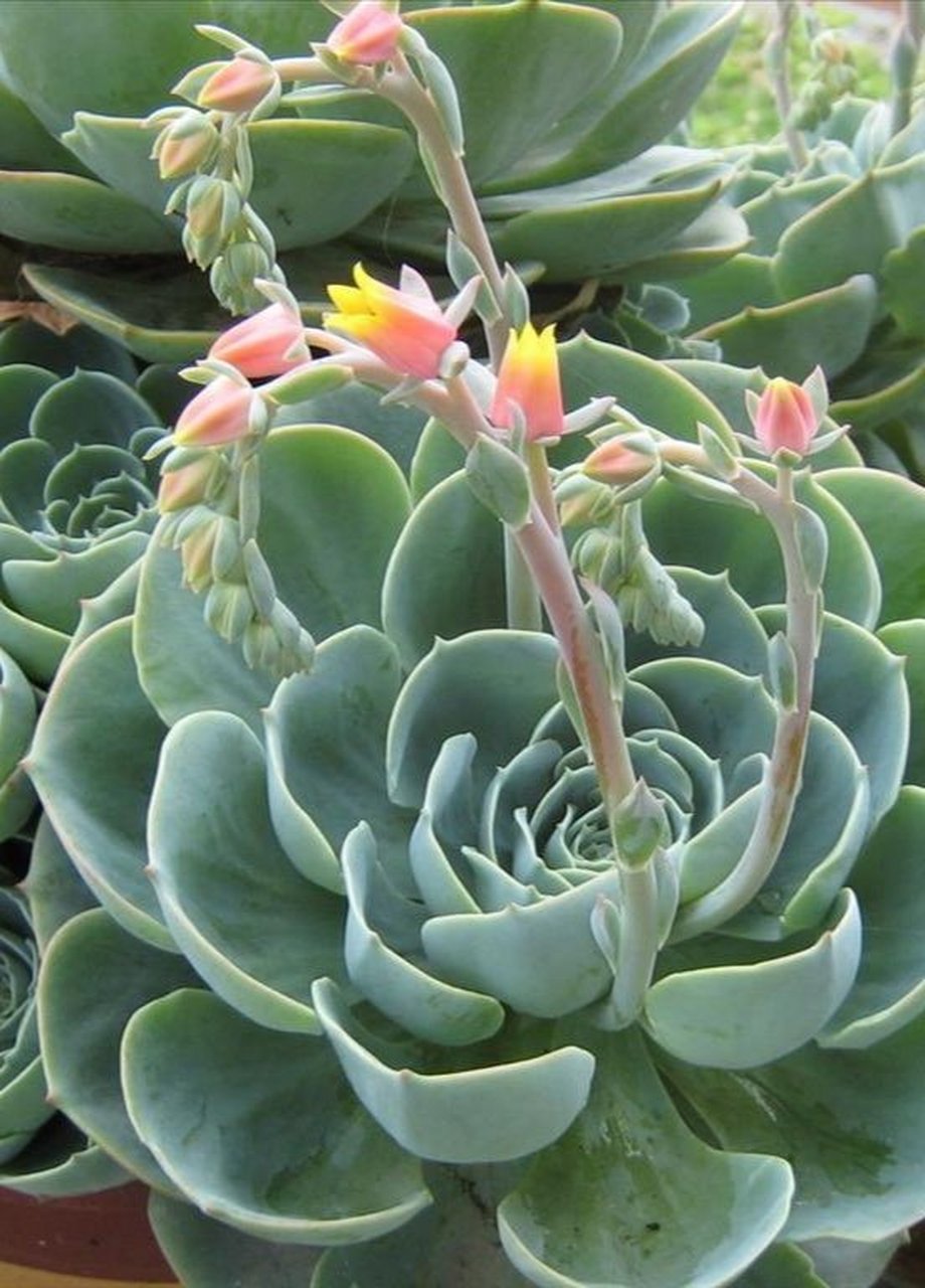 多肉多花多喜爱, 如痴如醉任人夸. (配图