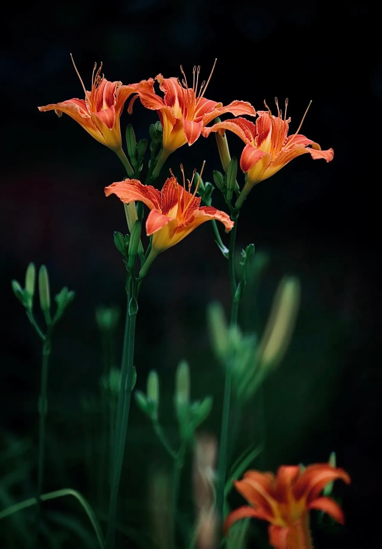 《山花杂咏》之四十四:萱草花(忘忧草) 44.