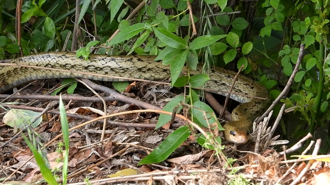 5月份小麦刚开始收割,天气热的时候蛇开始出洞了