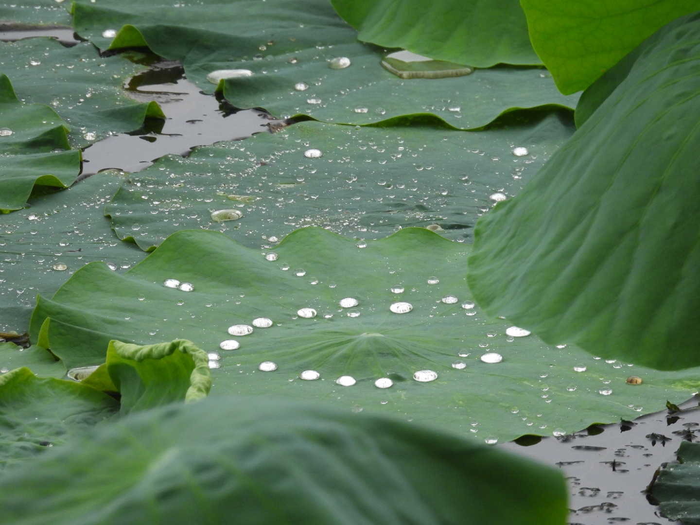 雨后荷叶上的露珠美翻天了.就像一串闪亮的项链