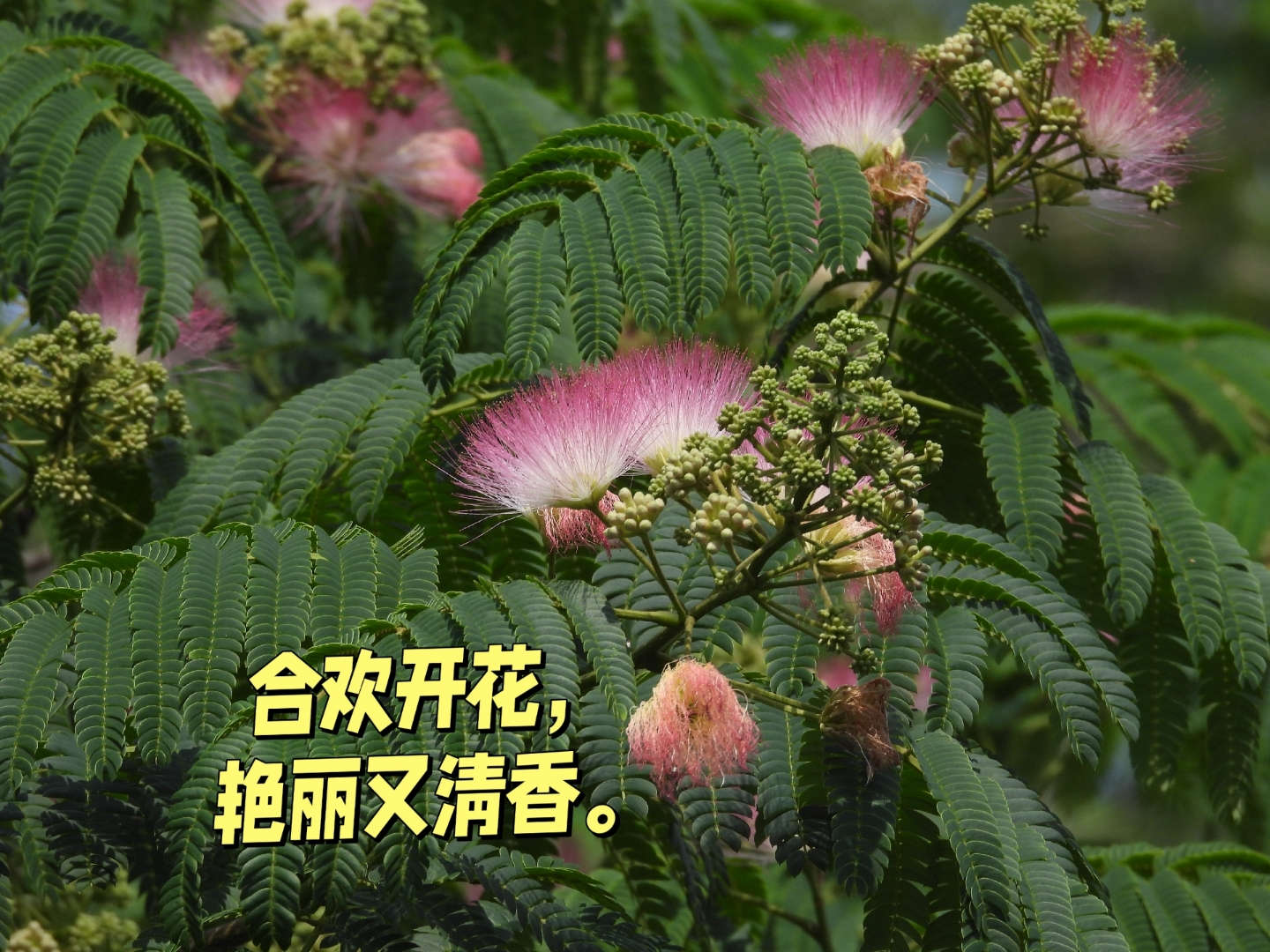 合欢的叶子像含羞草,合欢的花像红色扇子