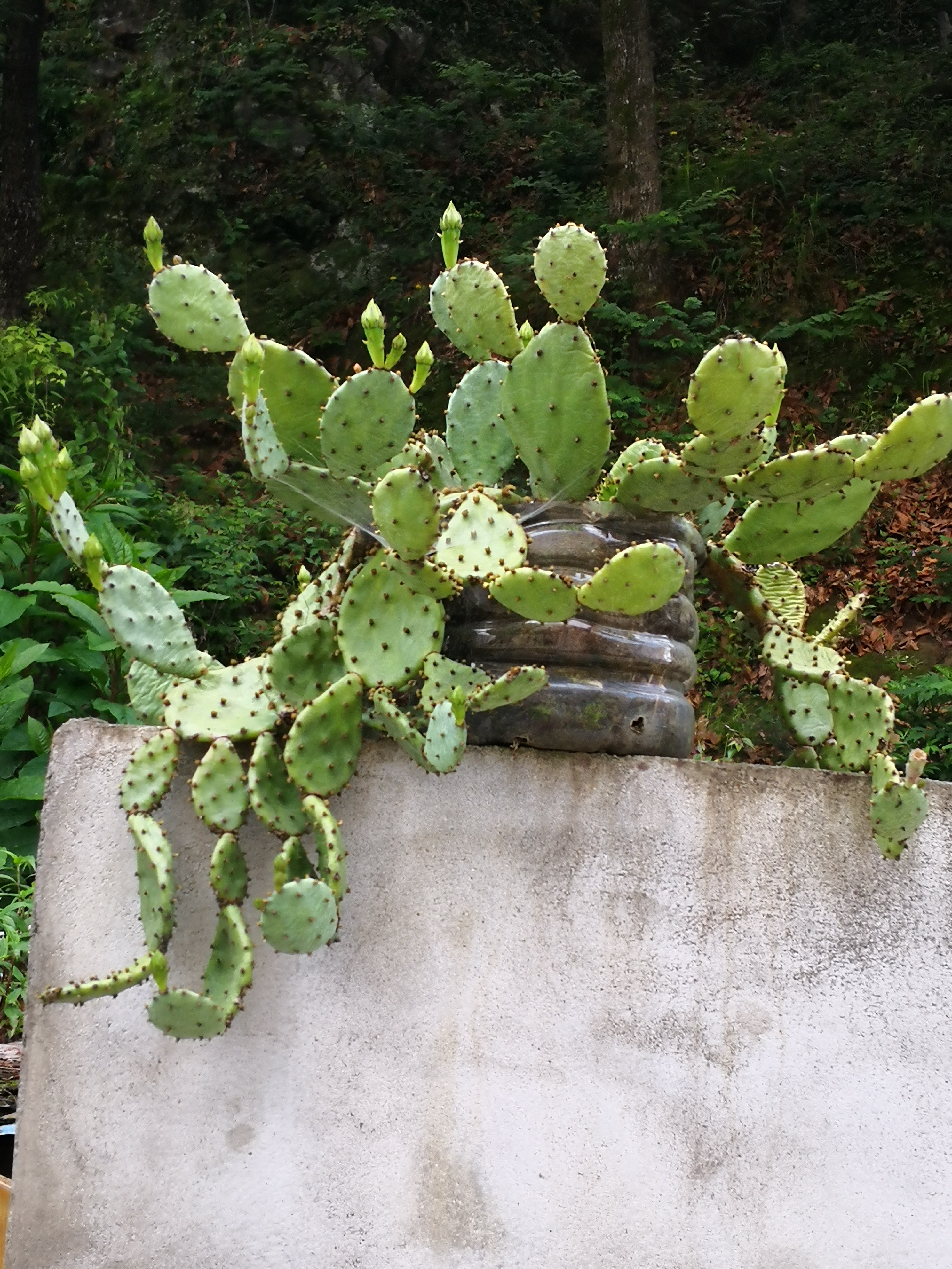 发现一小窝野生仙人掌,此前在村民家门口石墙上发现过,好大好漂亮,像