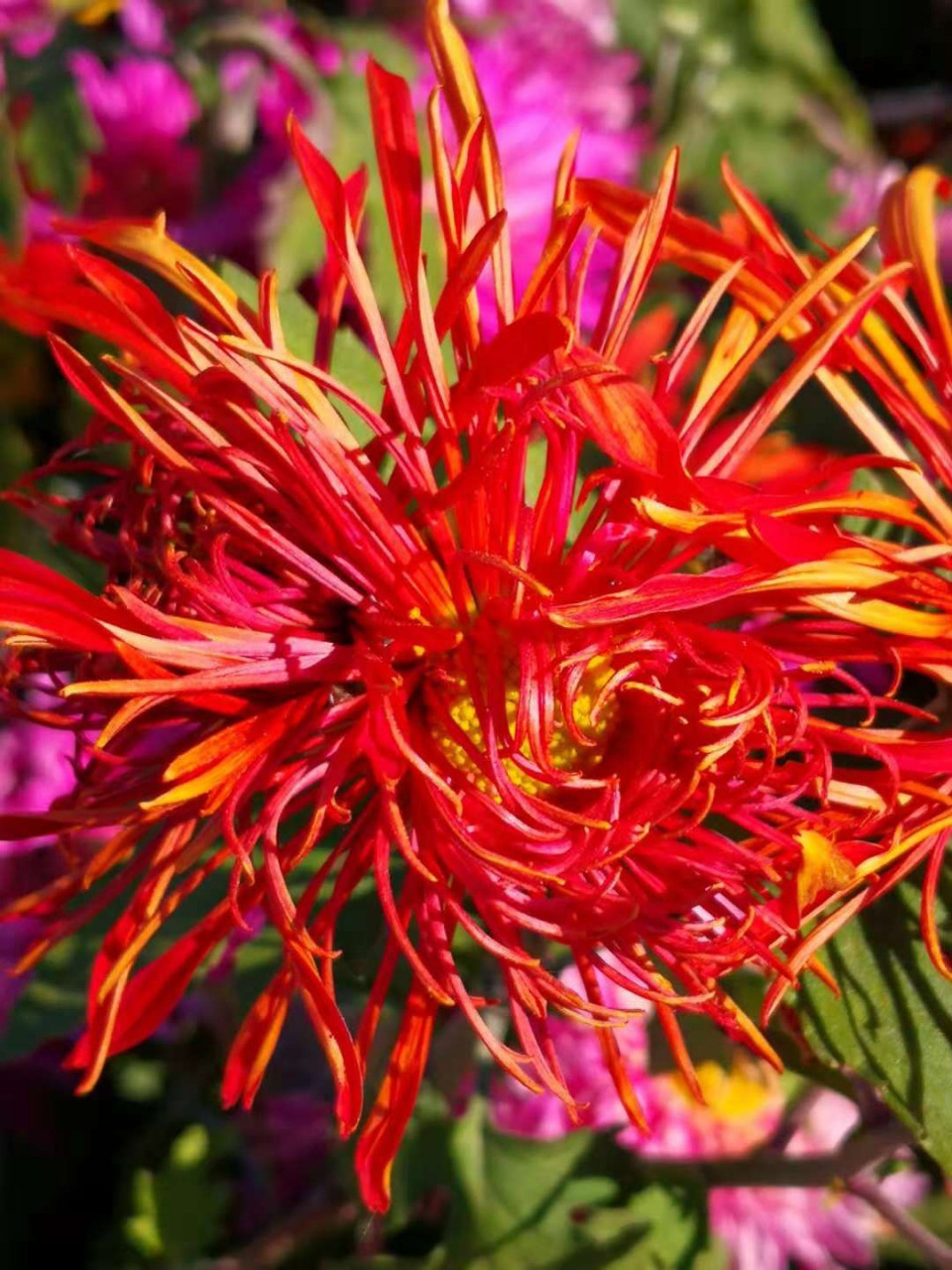 姹紫嫣红九月菊   随手拍