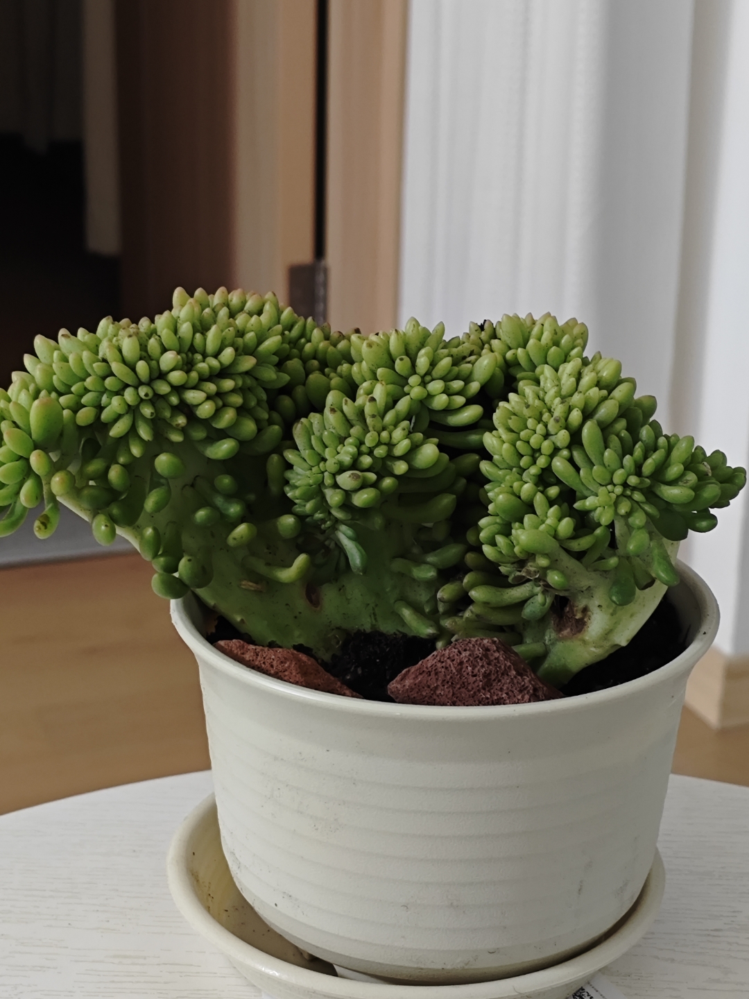 我的第二批肉肉钻石葡萄缀化收到了,造型完美,香气袭人