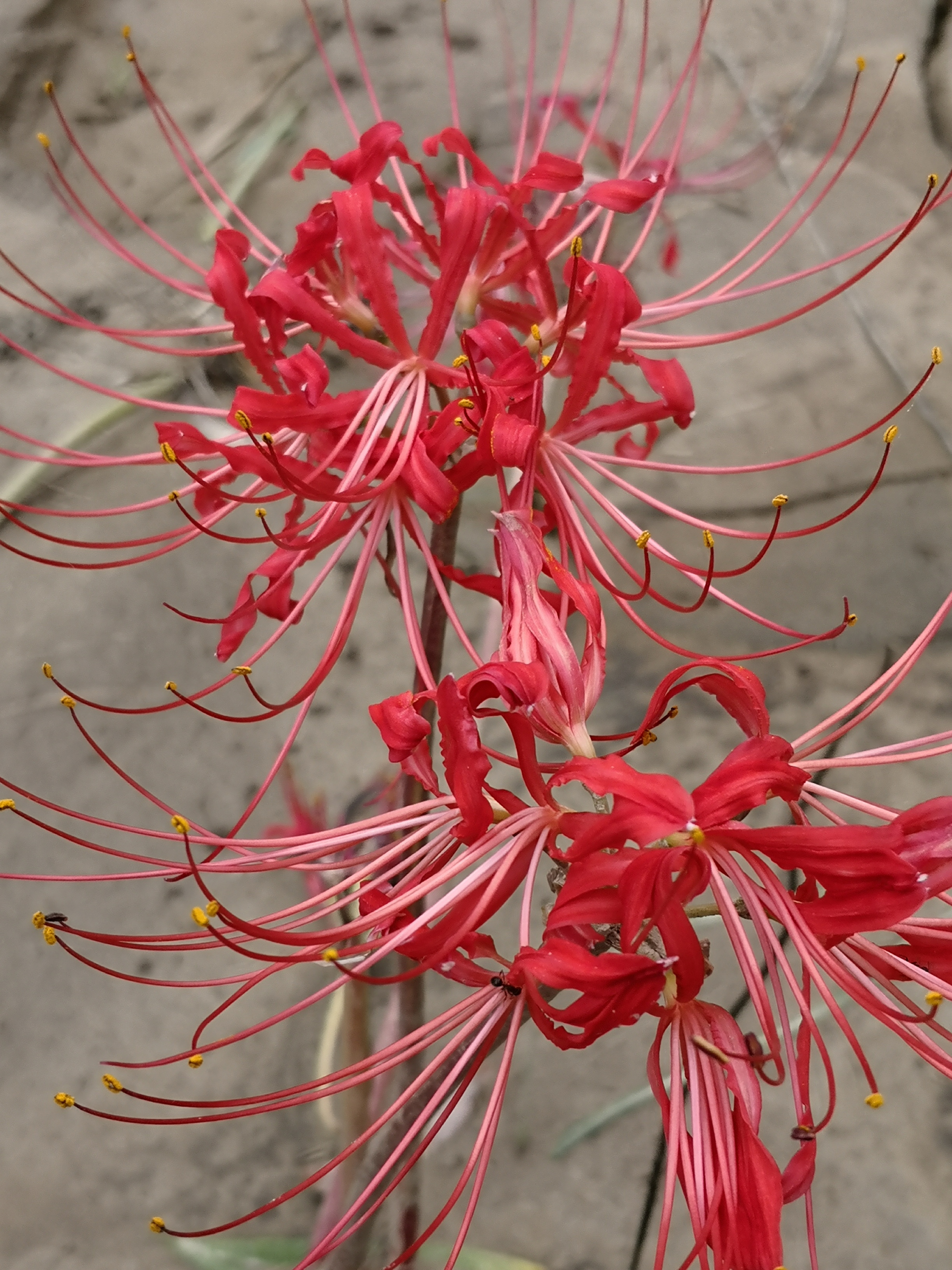 彼岸花又叫曼陀罗花,常见佛经中