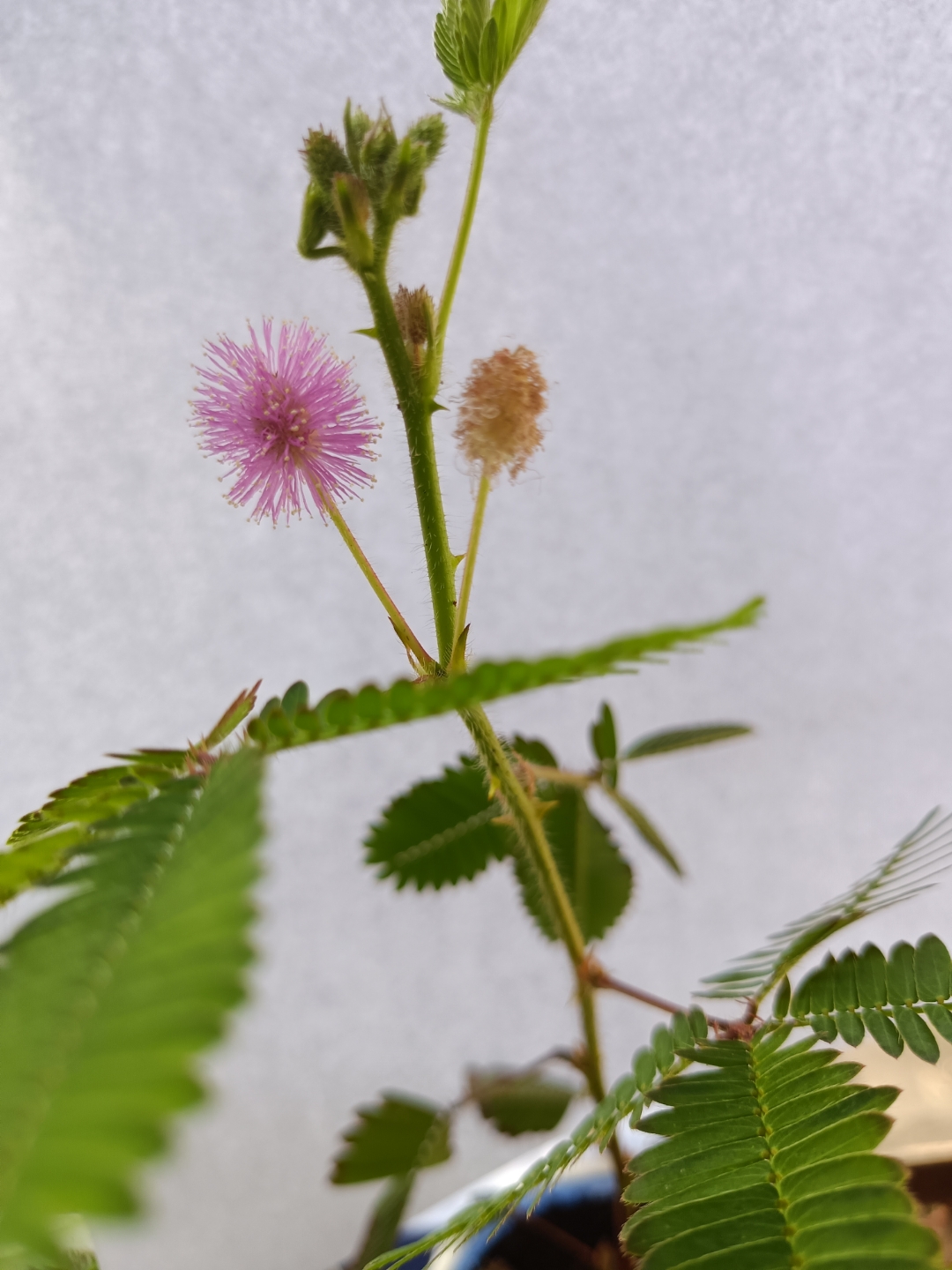 含羞草开花图片 骨朵图片