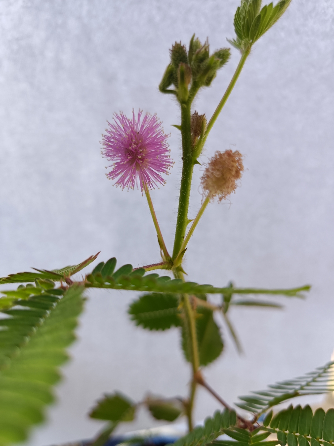 含羞草开花图片 骨朵图片