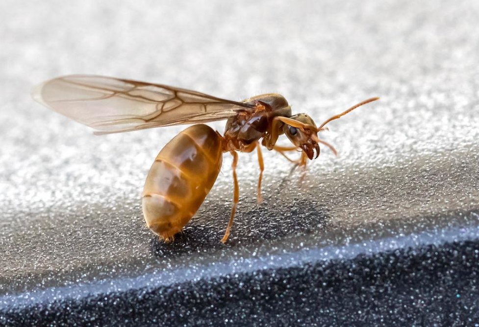 飞蚁药有很多,可以选择一些使用方法简单的,比如洁兵
