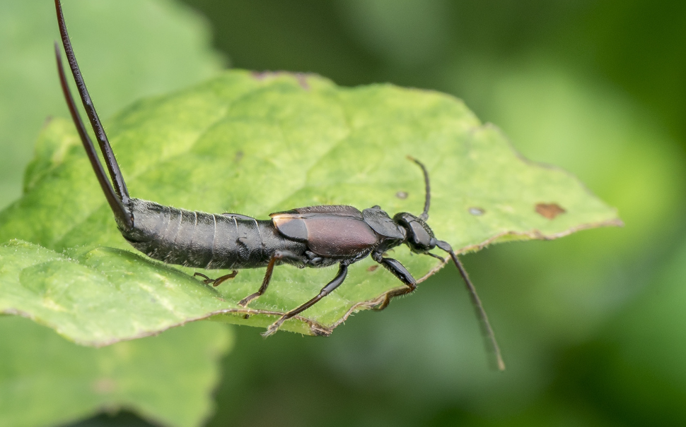 蠼螋又叫夹板虫,剪刀虫