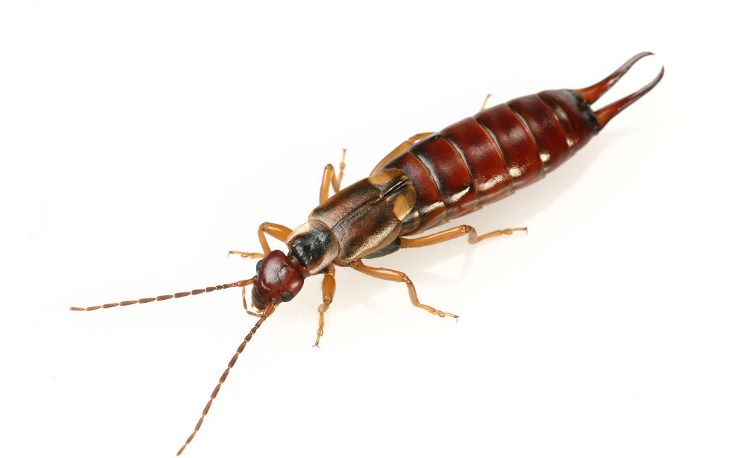 蠼螋又叫夹板虫,剪刀虫