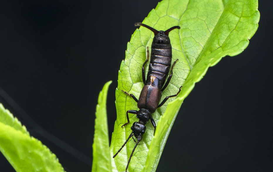 蠼螋又叫夹板虫,剪刀虫