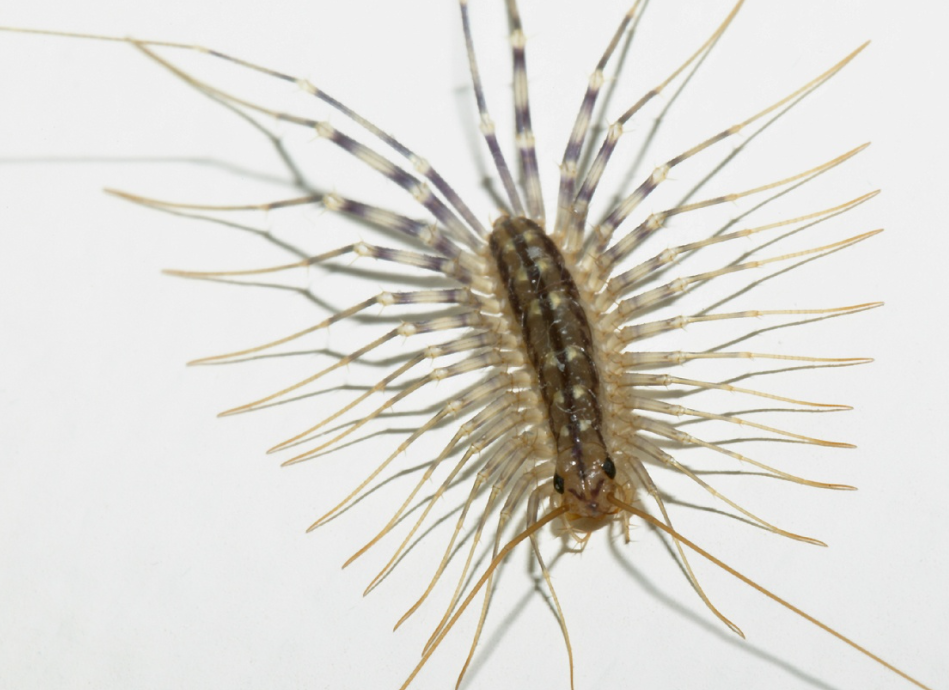 便是足部会比蜈蚣长长多,它们通常栖息在潮湿的环境中,蚰蜒是有毒的