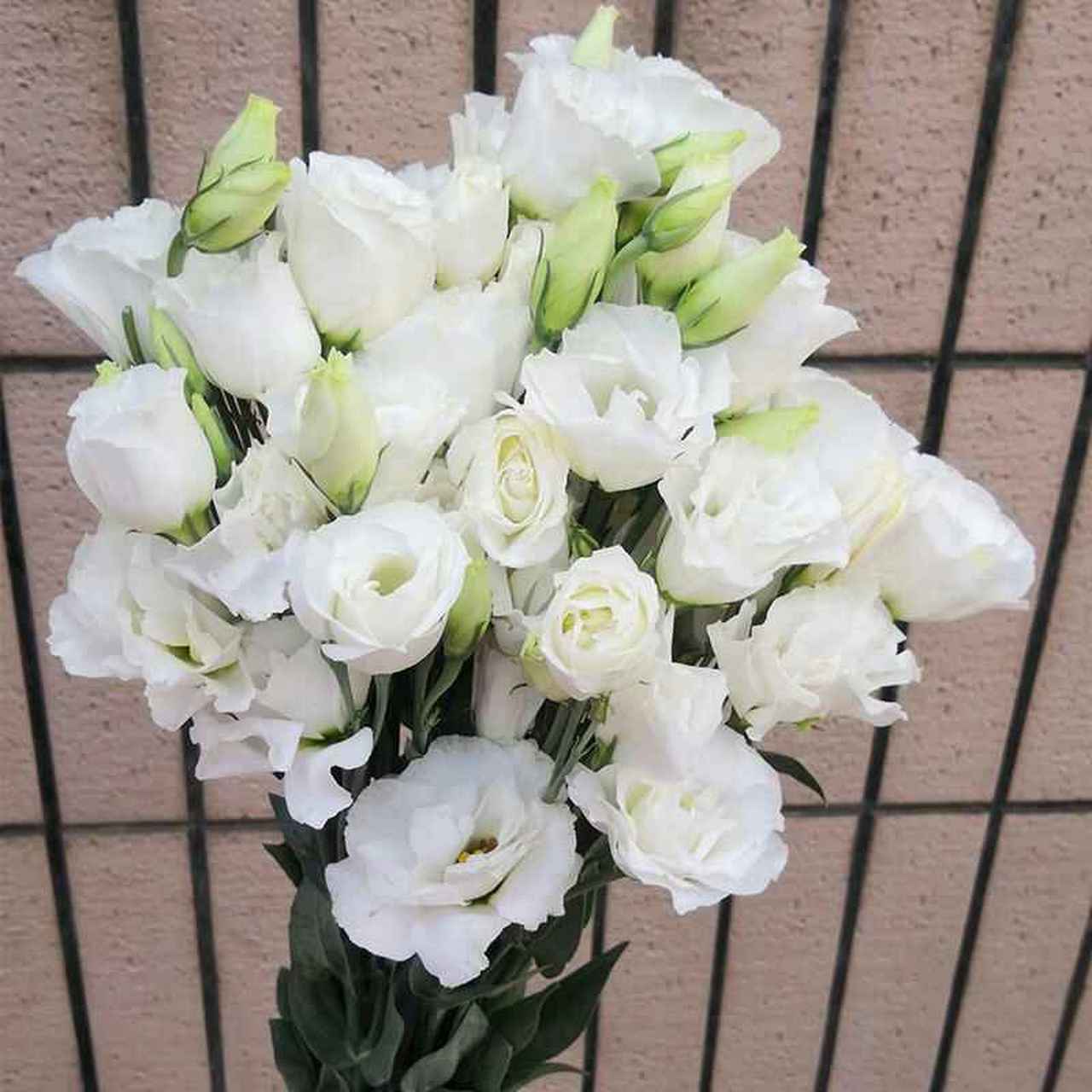 桔梗花  白色桔梗花:真诚不变的爱,白色一直就是纯洁的象征,所以白色