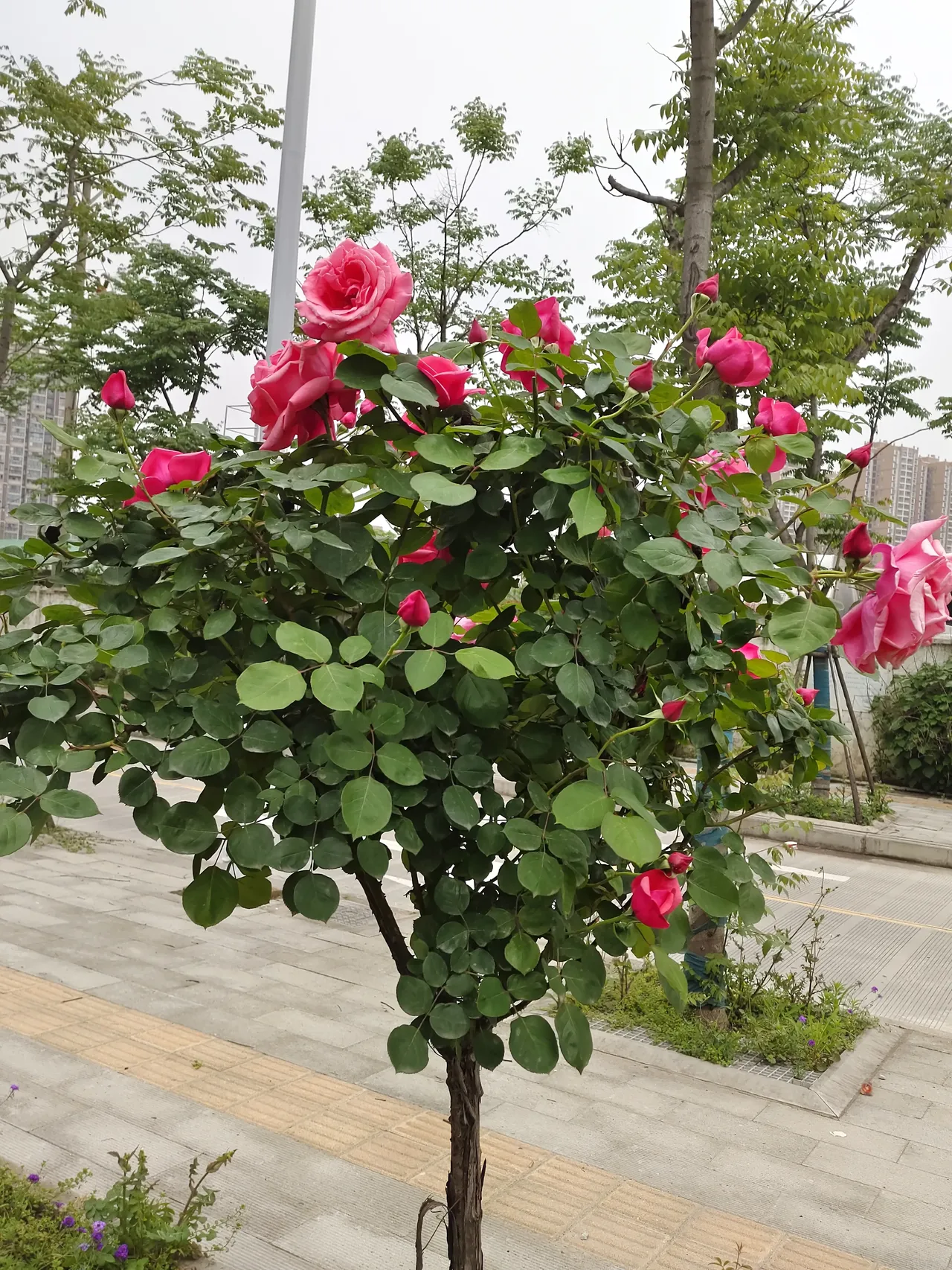 走过去一看,发现是两株玫瑰,盛开的花儿又大又圆,那绽放的娇艳姿态,一