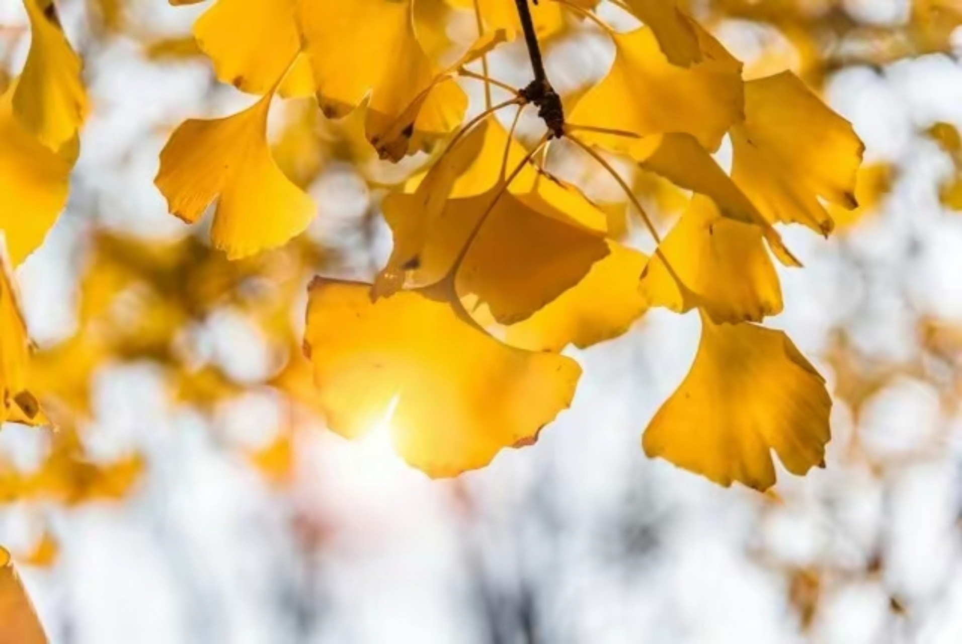 秋叶的飘落  秋天到了,林间的树叶开始飘落.