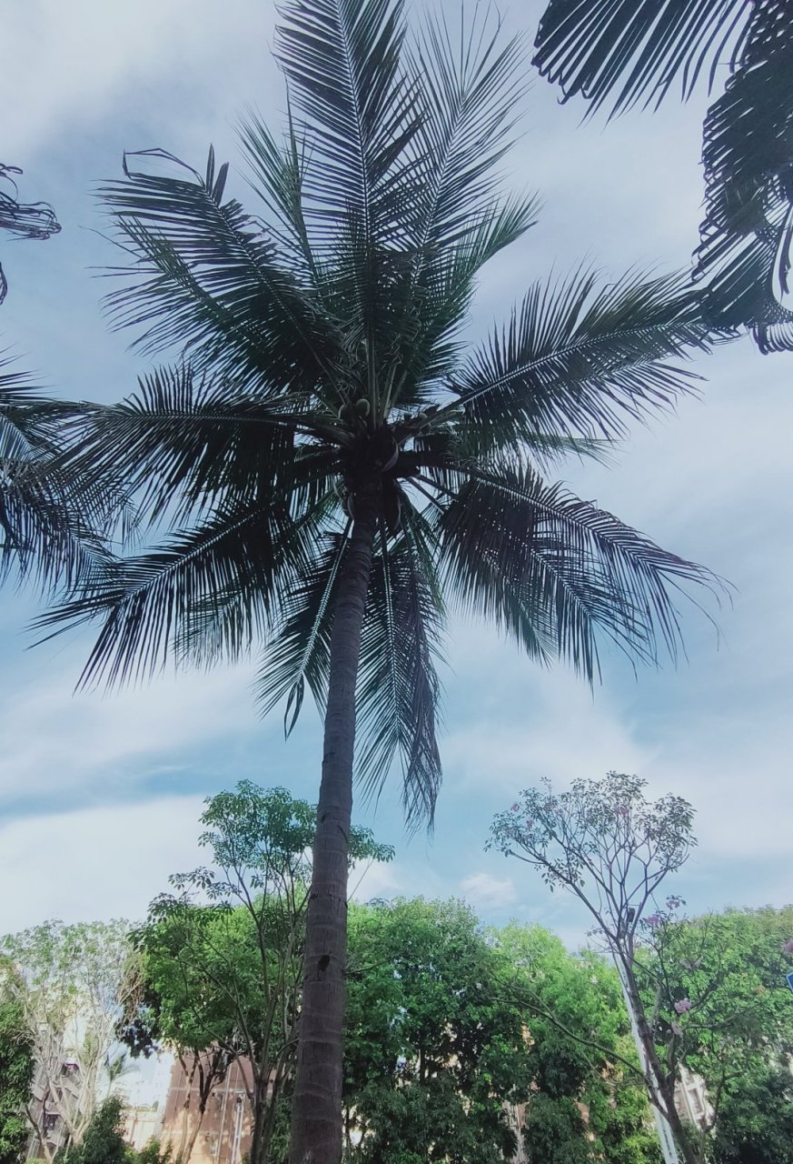 广东的椰子树有椰子