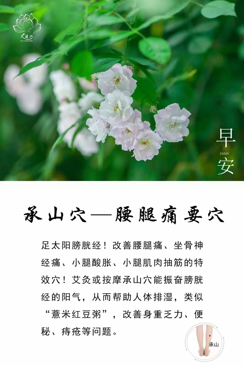 二白承山痔疮图片