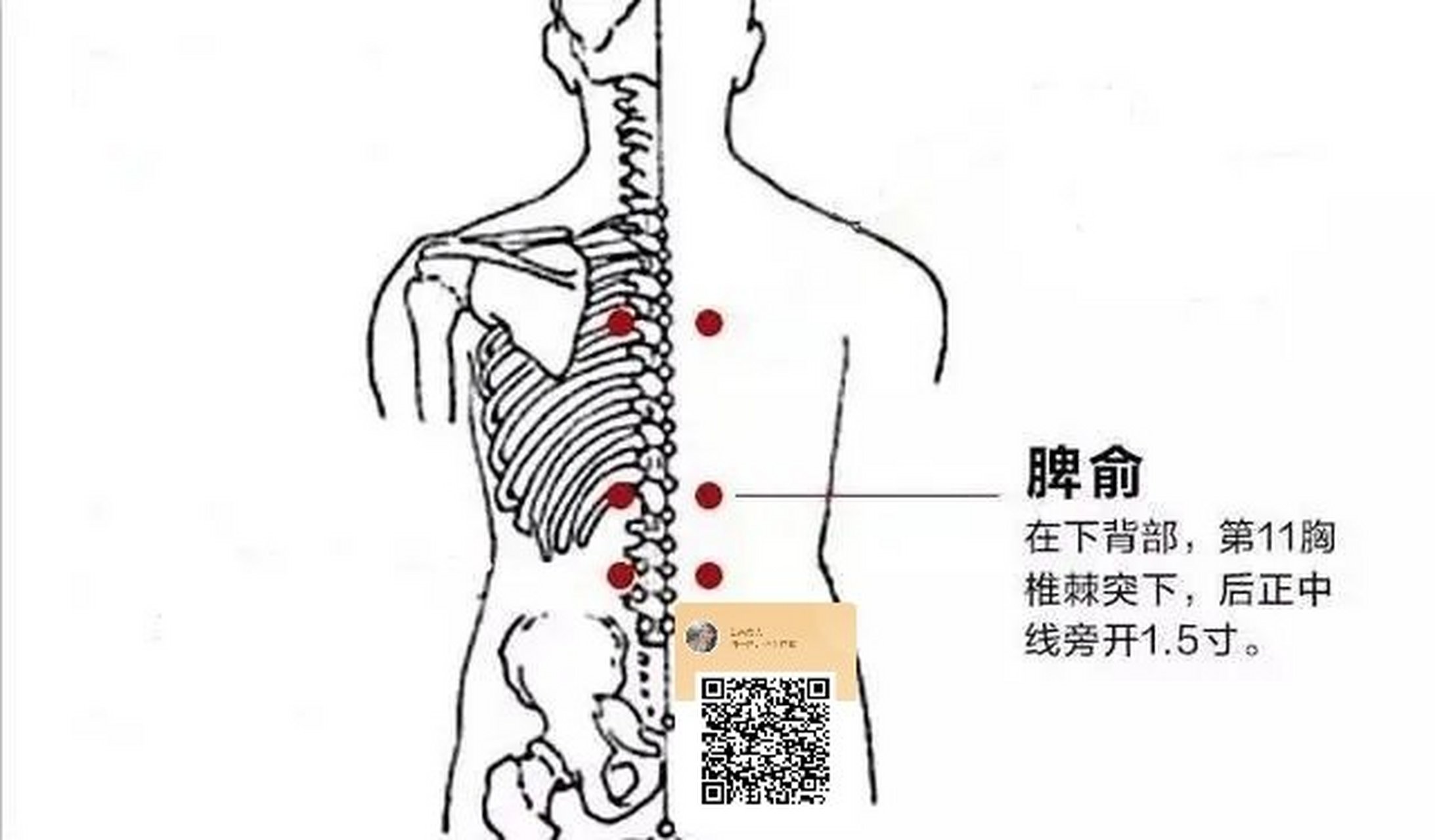 脾俞穴  脾俞穴位于第11胸椎棘突下,旁开1.5寸.