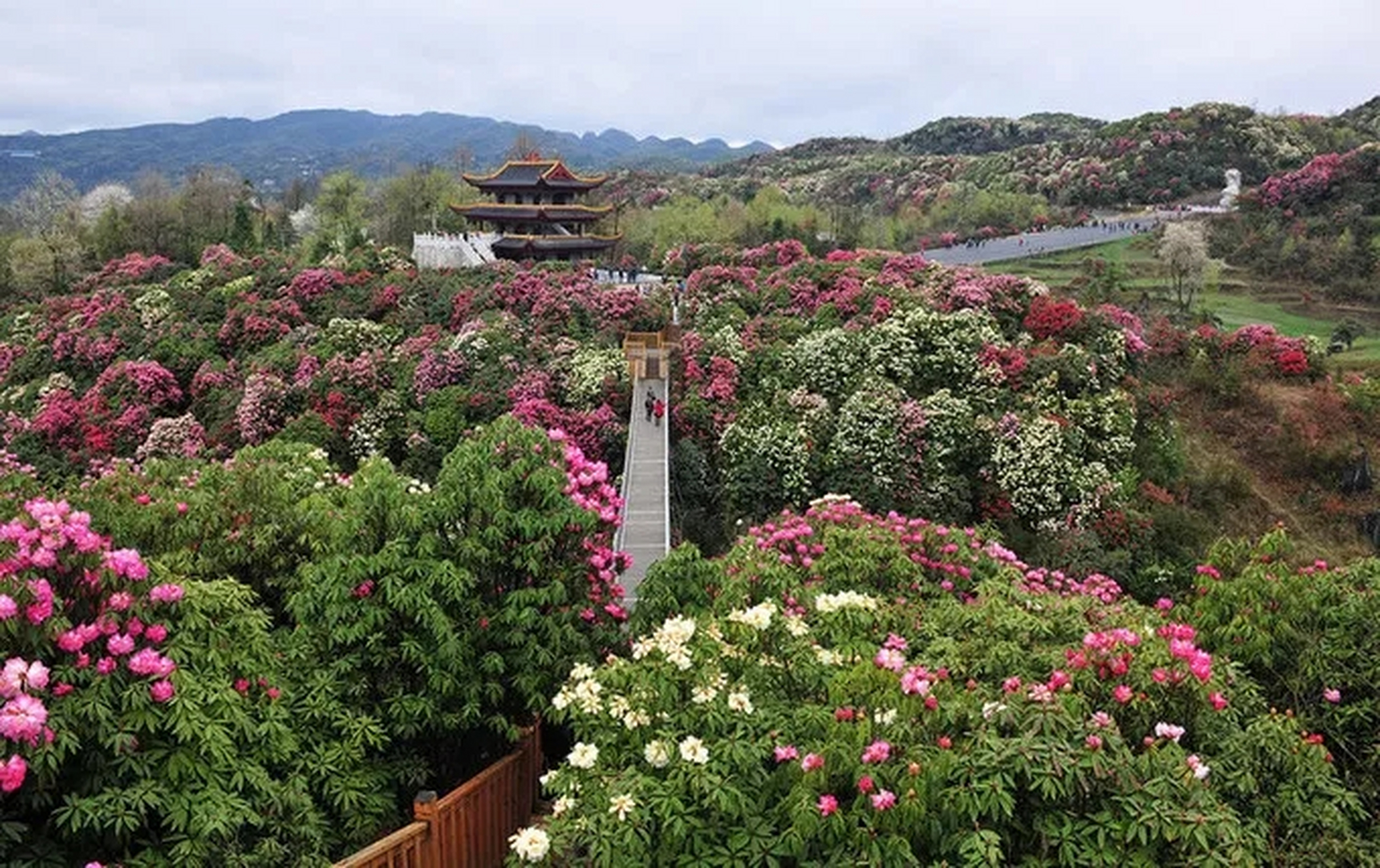 春夏游百里杜鹃  金坡春夏花海游, 百里杜鹃花香透.