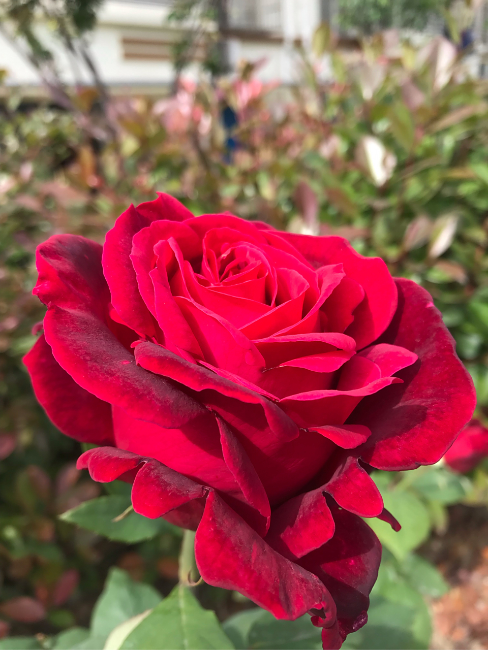 分享一下,月季林肯先生!