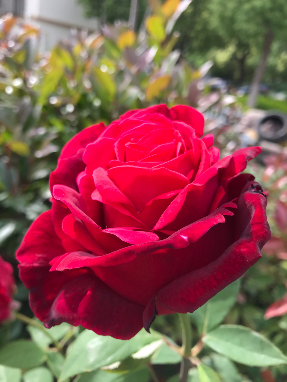 分享一下,月季林肯先生!