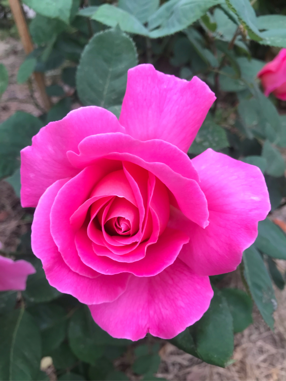 大花浓香粉红玫瑰色的粉和平月季,是你喜欢的月季品种吗?