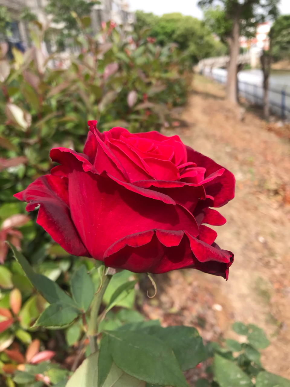 分享一下,月季林肯先生!