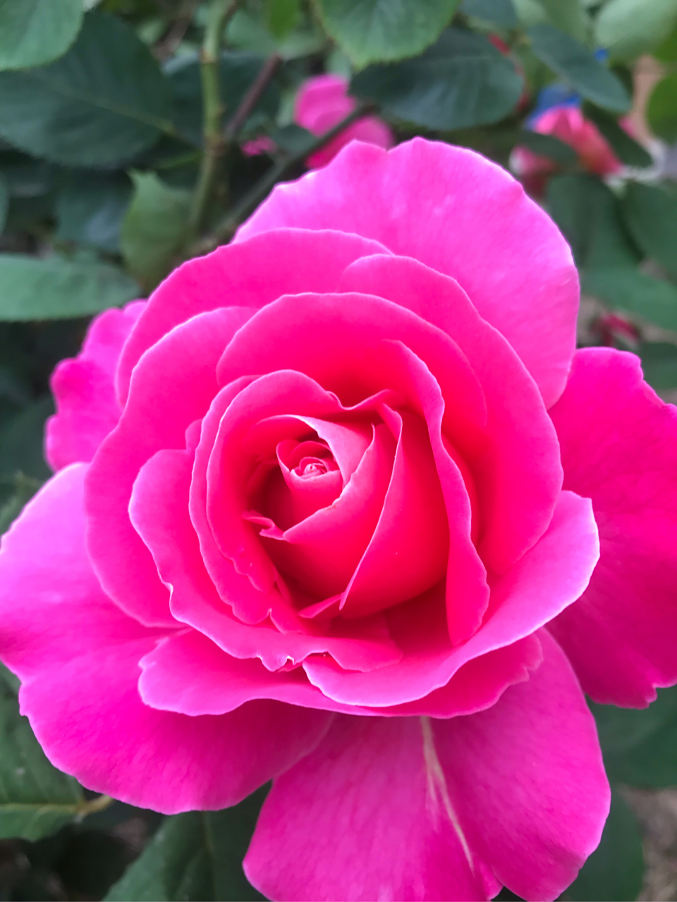 大花浓香粉红玫瑰色的粉和平月季,是你喜欢的月季品种吗?