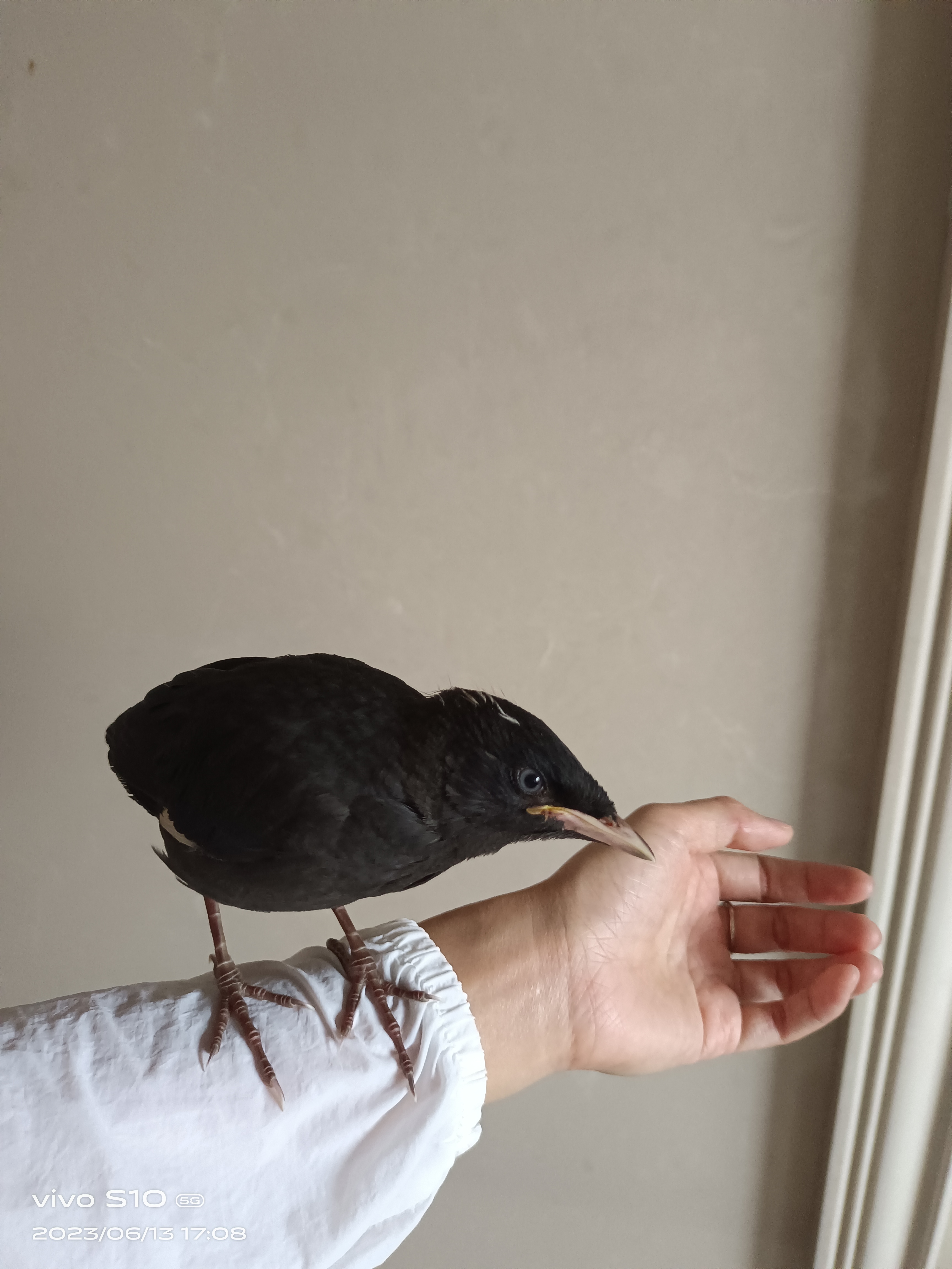 你养过哪些特别的宠物# 一只小黑鸟乖乖地停在我的手上.