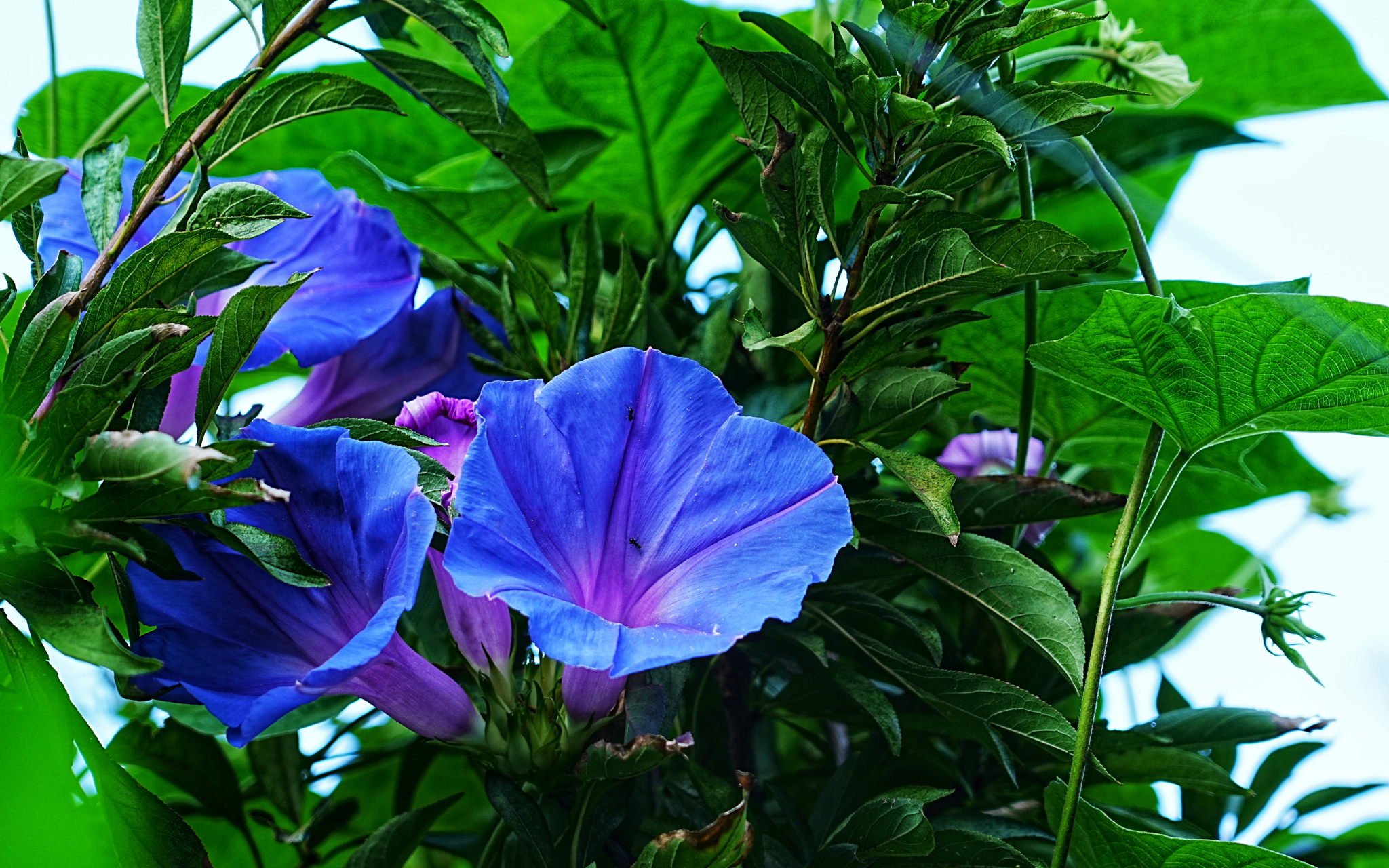 变色牵牛花 花大娇艳的紫色牵牛花,早晨蓝紫色,午后渐渐变成粉红色
