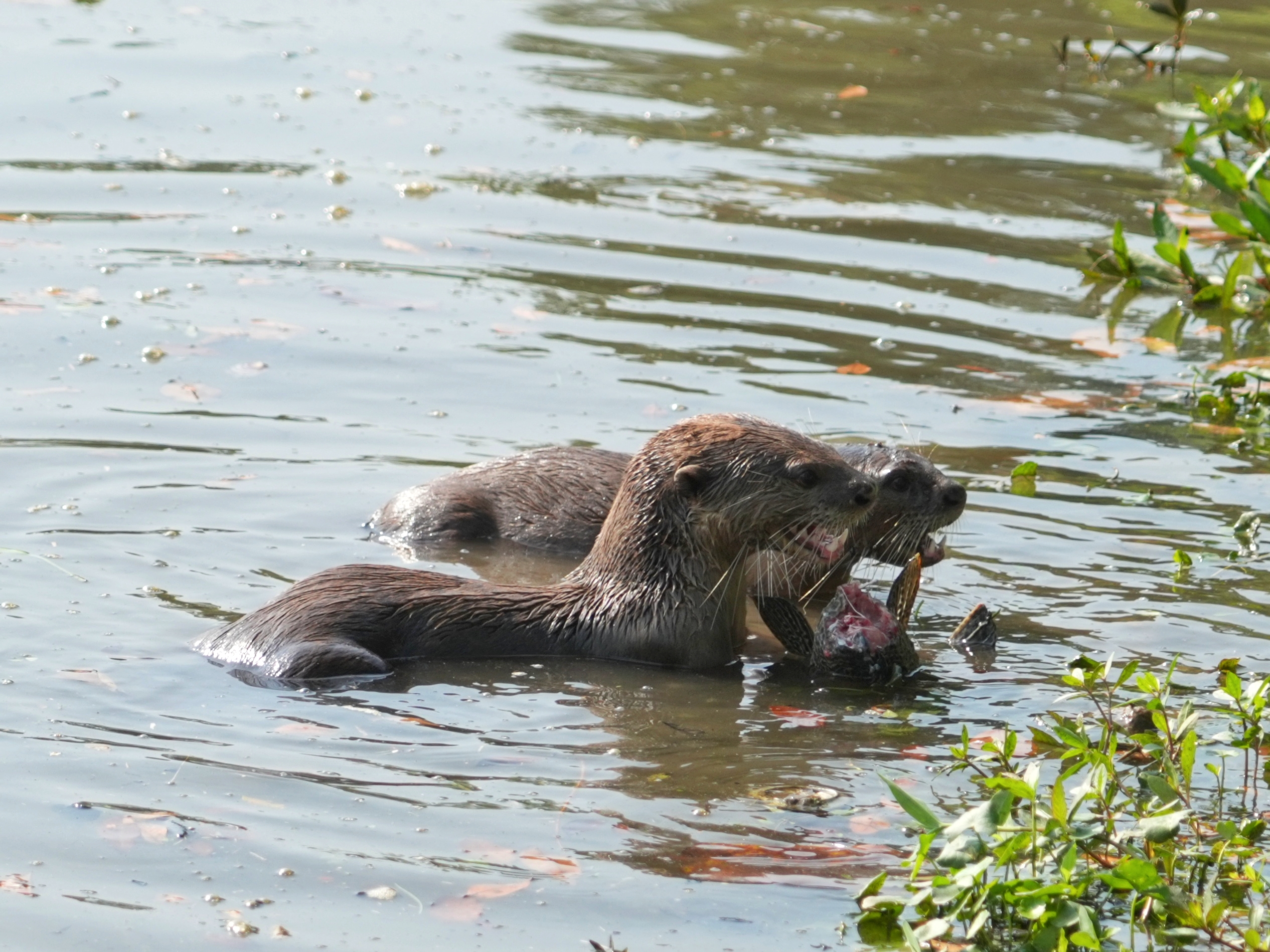 水獭吃鱼    在新加坡裕廊湖畔公园,两次偶遇到明星动物水獭抓鱼的