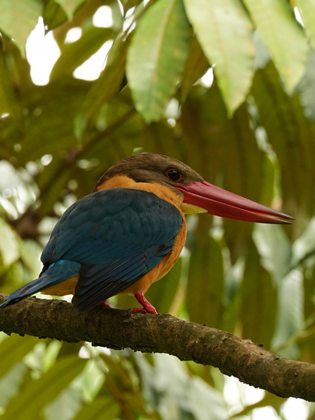 独特的鸟 拥有鲜艳的红嘴,天蓝色背,迷人的色彩组合 新加坡