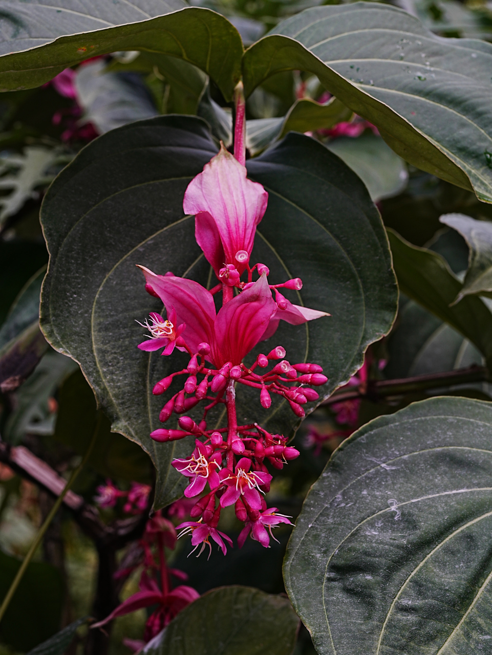 香樟花粉图片