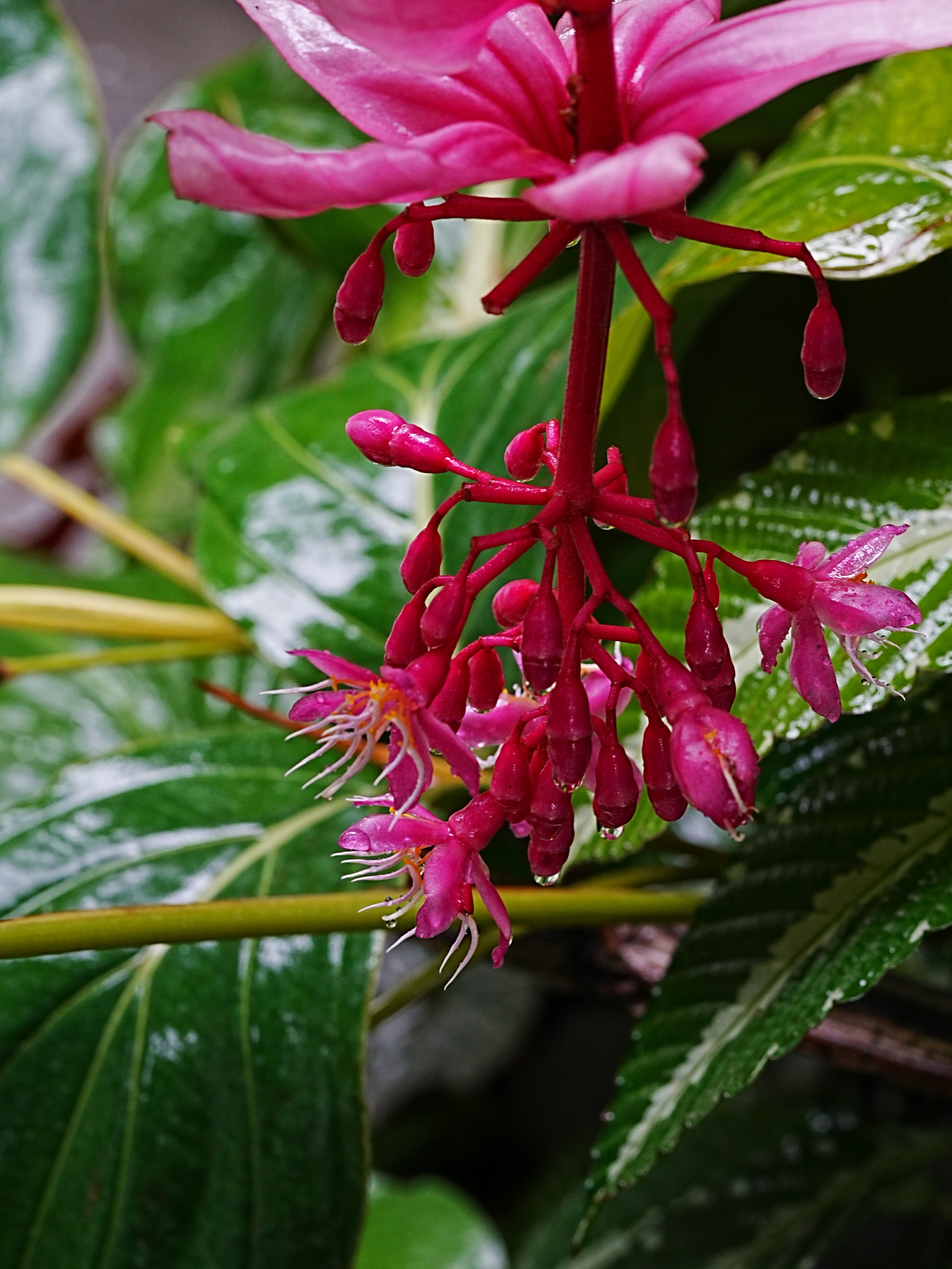 香樟花粉图片