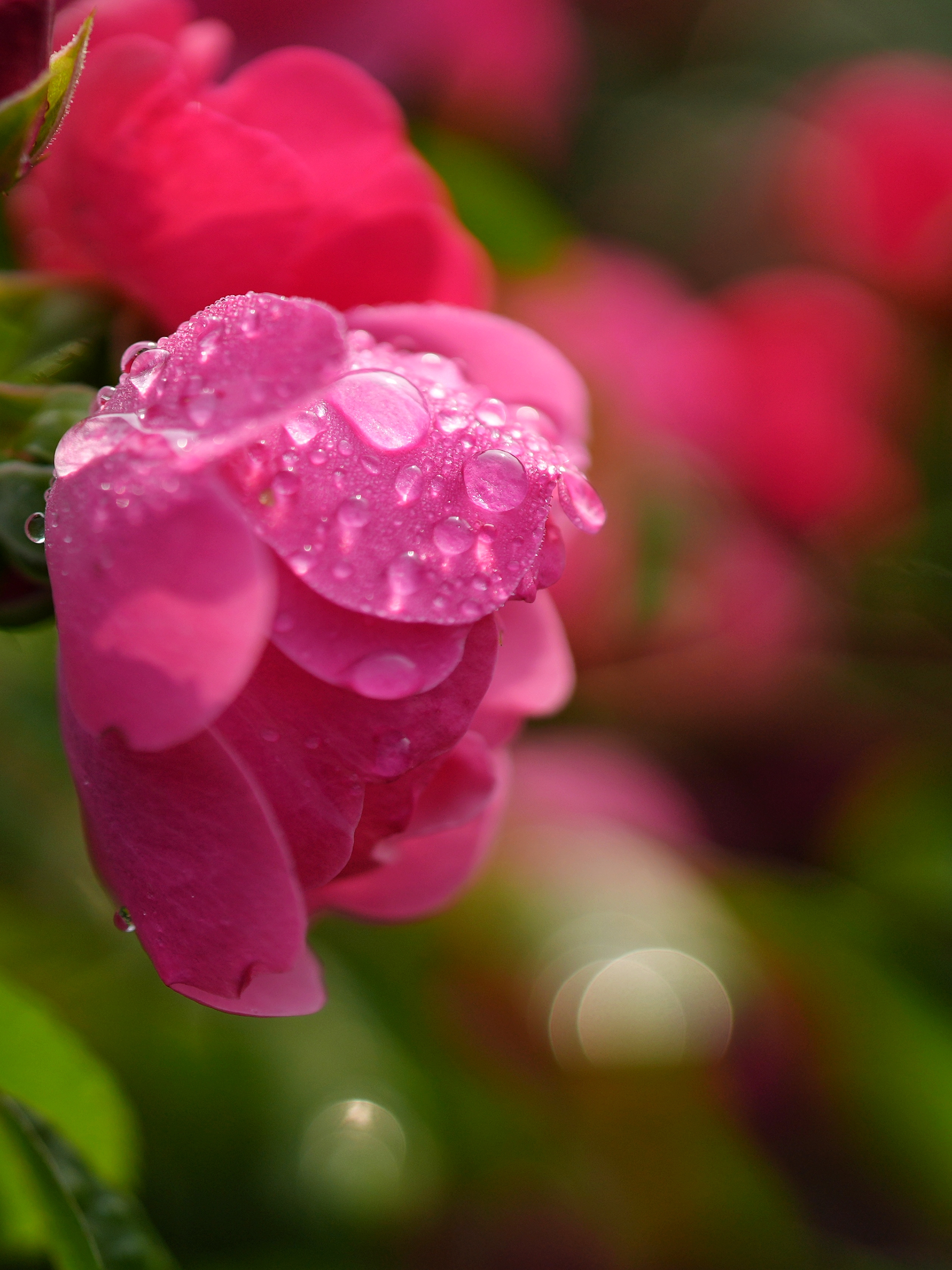 "弄花里"蔷薇产业园的钻石玫瑰,欧洲月季,百叶蔷薇花 拍摄于:成都温江