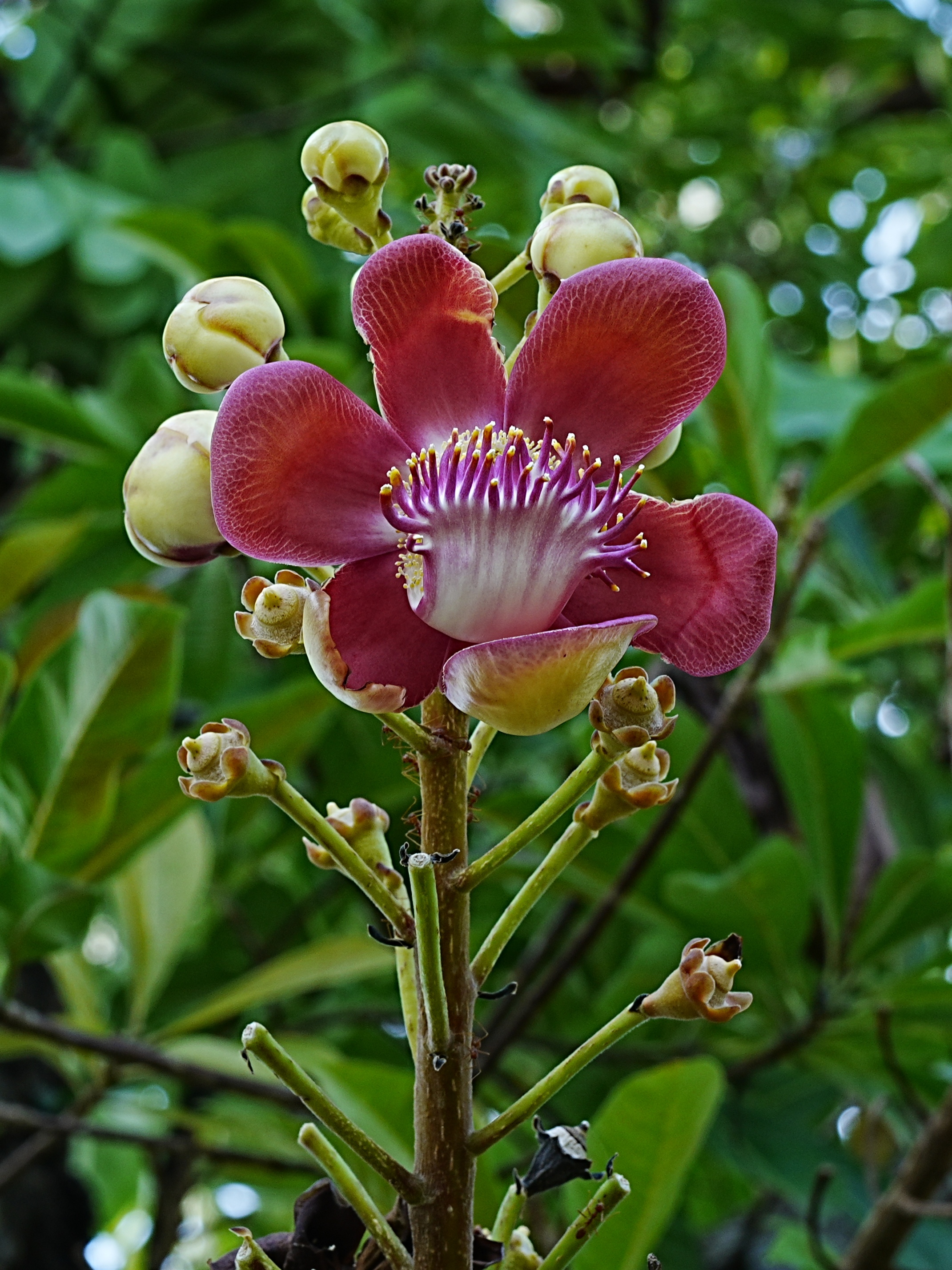 炮弹树奇美的花 炮弹树的花朵艳丽芬芳,粉红色的花瓣托起花蕊,花蕊象