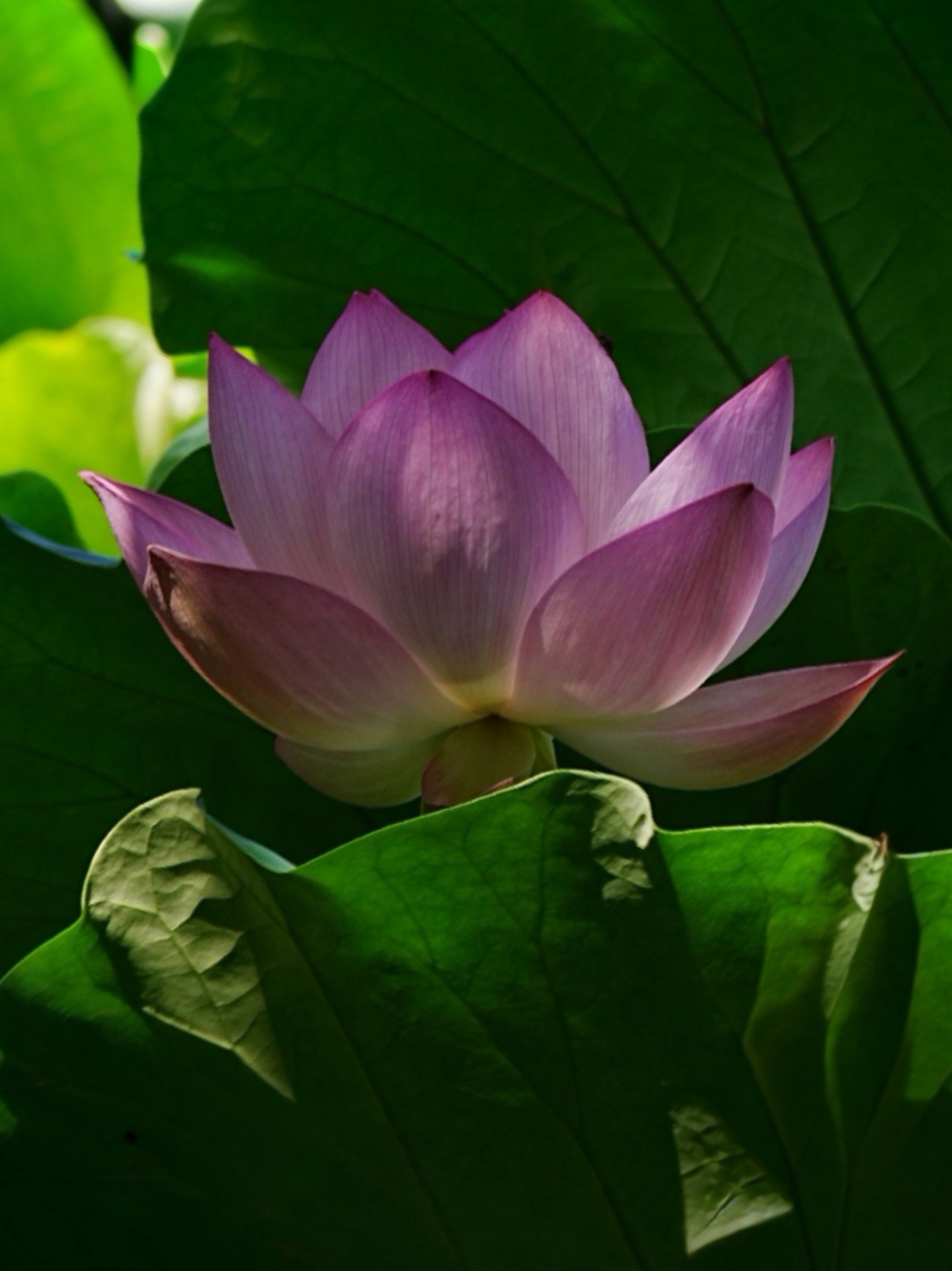 贵港市港北区中山北路荷城新区东组团荷花苑小区1栋2单元加装电梯修建计划贵天然公〔2026〕5号