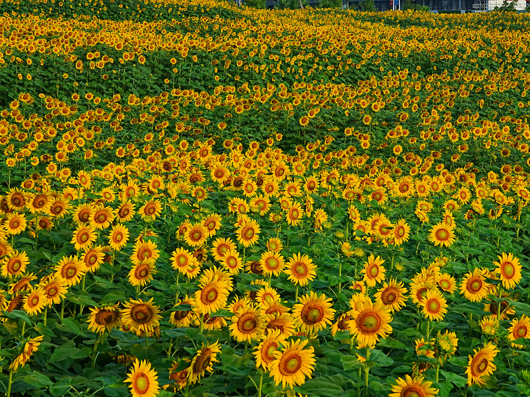 清新美丽的向日葵花海 成都天府绿道上成安渝桥旁,万朵向日葵,滿目 金