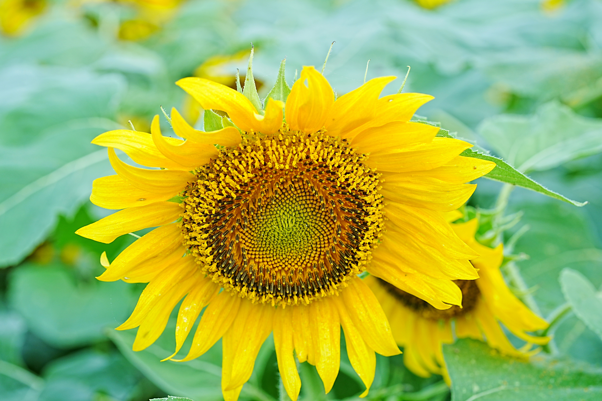 向日葵(花瓣花盘)近景 秋天渐渐而至,成都天府绿道近距离观看向日葵.