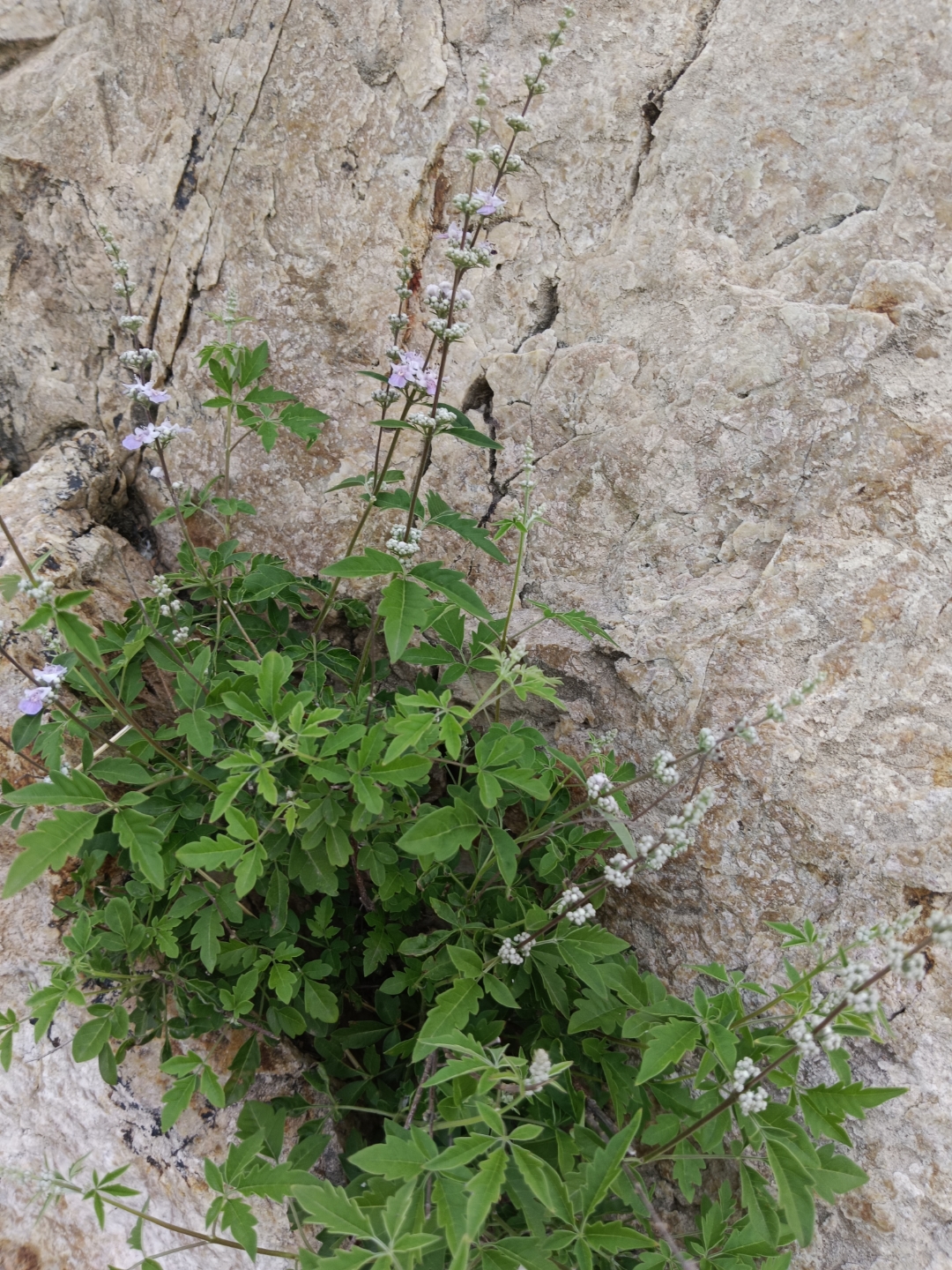 长在石缝里的,这是什么植物?