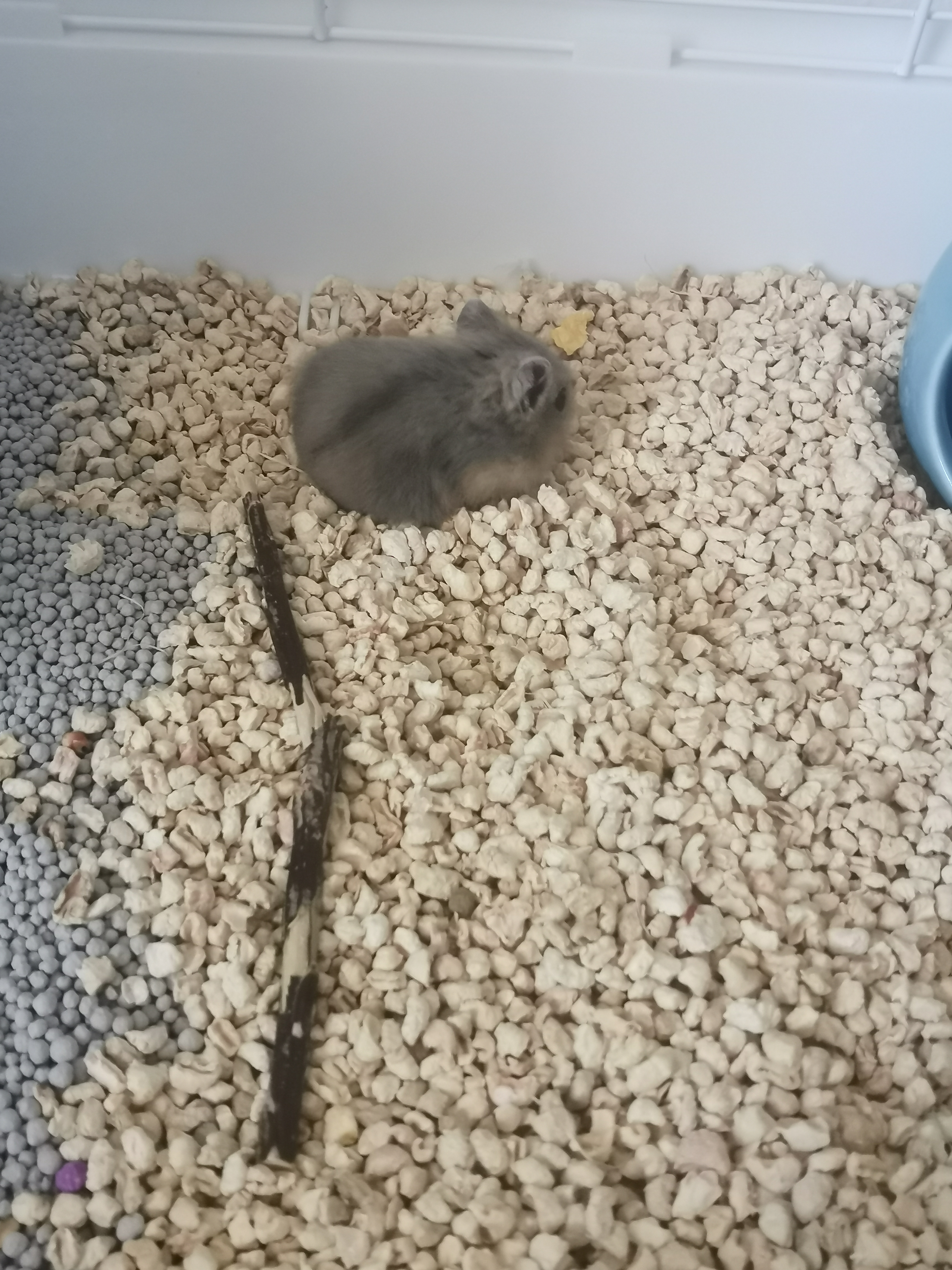 仓鼠# #小仓鼠的日常# 这只紫仓叫痔疮