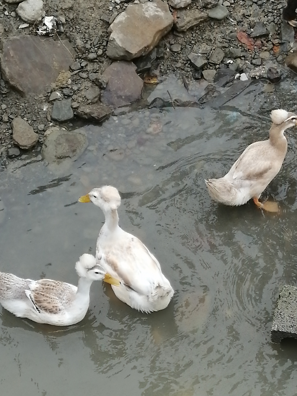 农业农村# 永顺凤头鸭,具观赏与蛋肉兼用型的鸭品种,因天生凤冠久负
