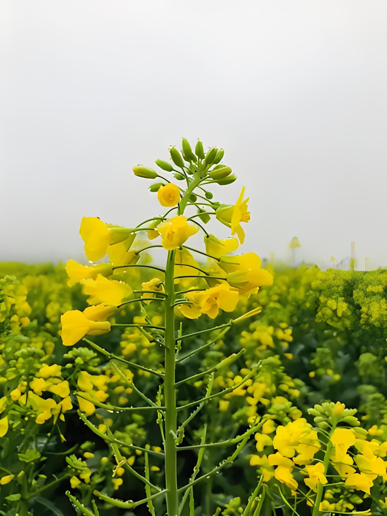 黄悠悠的油菜花图片